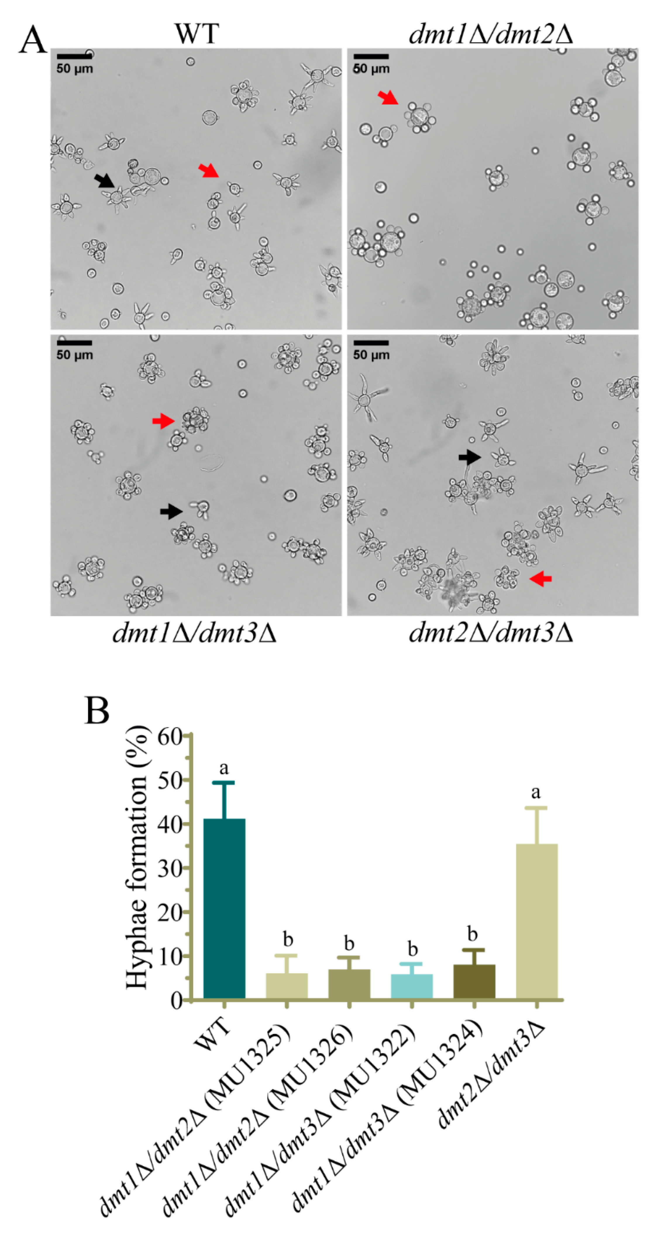Jof 07 00738 g002 Jof 07 00738 g002