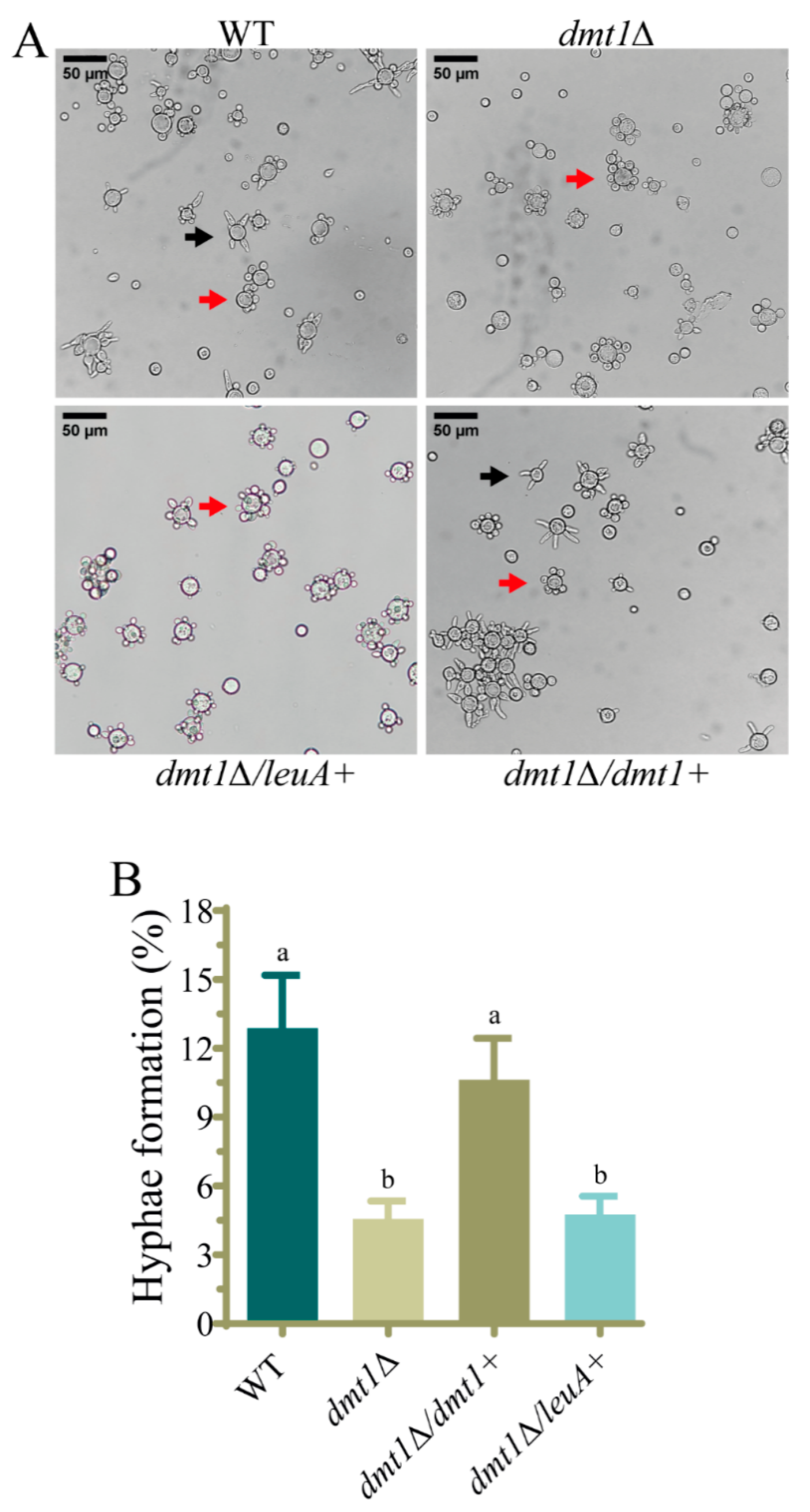 Jof 07 00738 g003 Jof 07 00738 g003