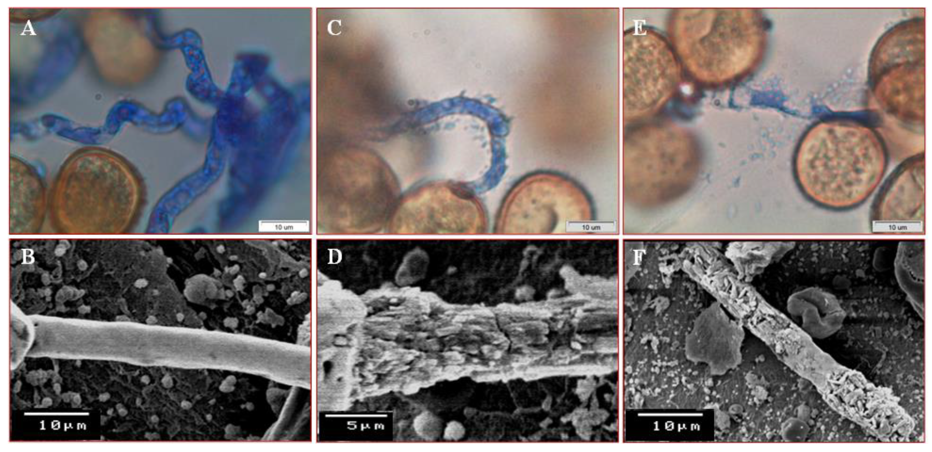 Jof 07 00745 g003 Jof 07 00745 g003