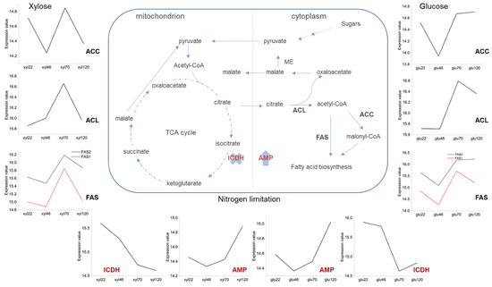 Global Transcriptome Profile of the Oleaginous Yeast Global Transcriptome Profile of the Oleaginous Yeast