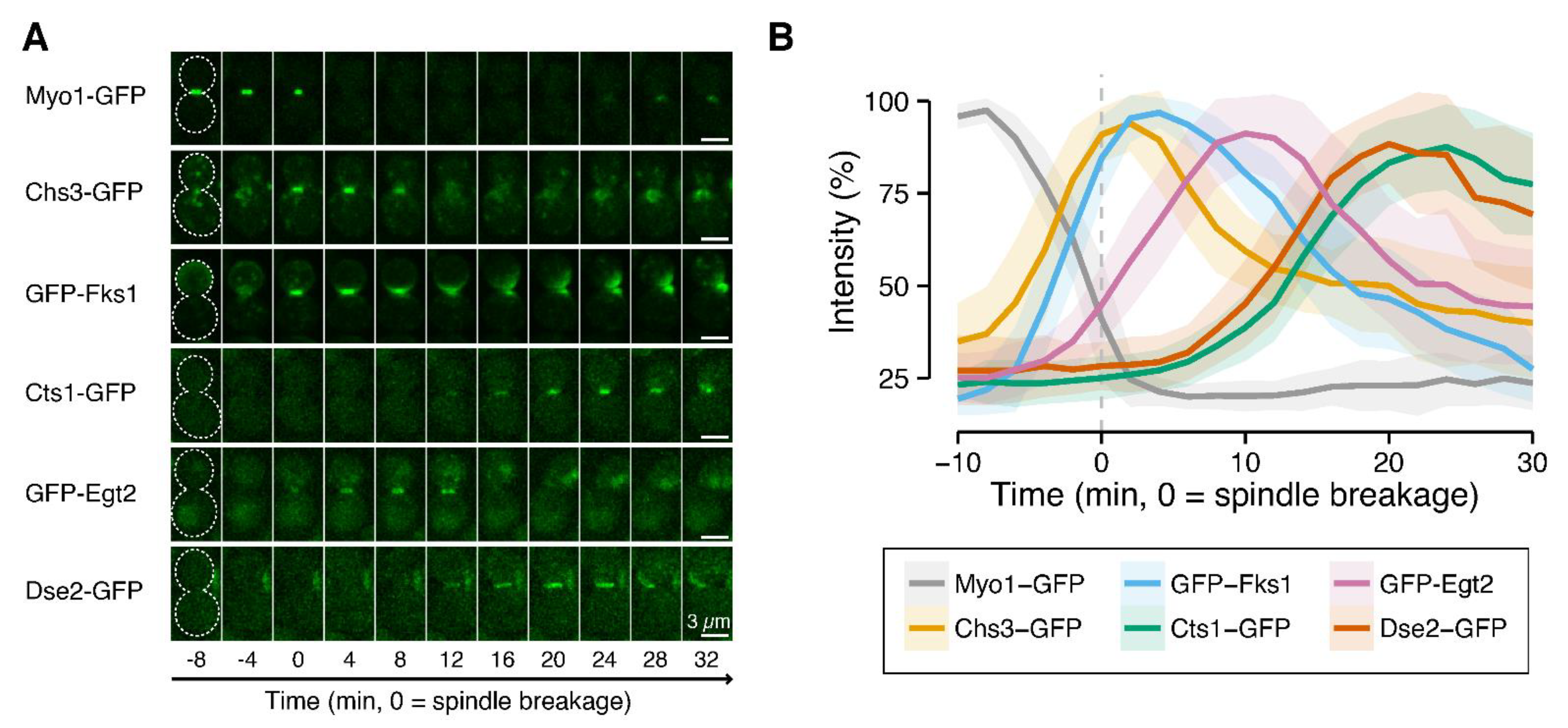 Jof 07 00769 g004 Jof 07 00769 g004