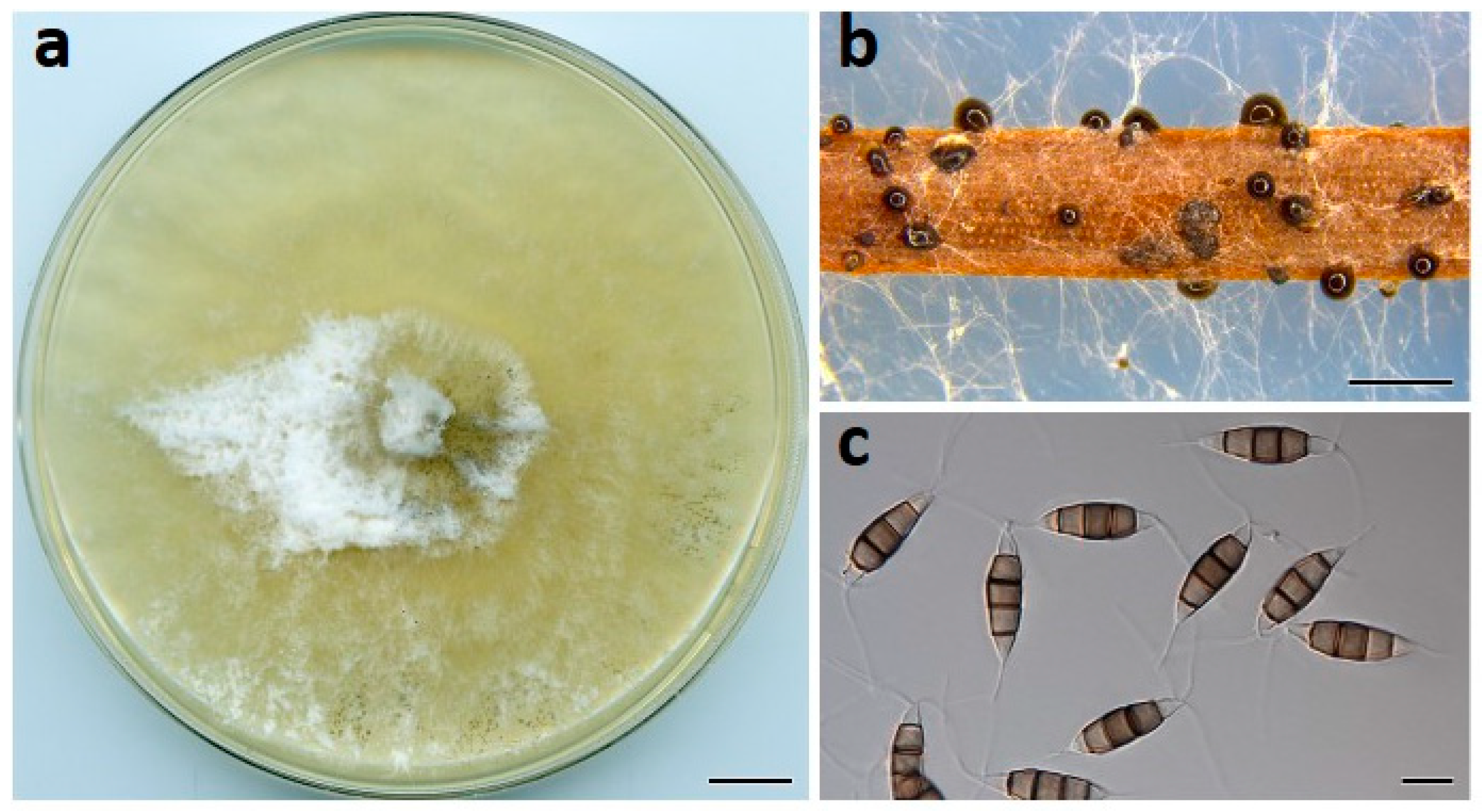 Jof 07 00771 g003 550