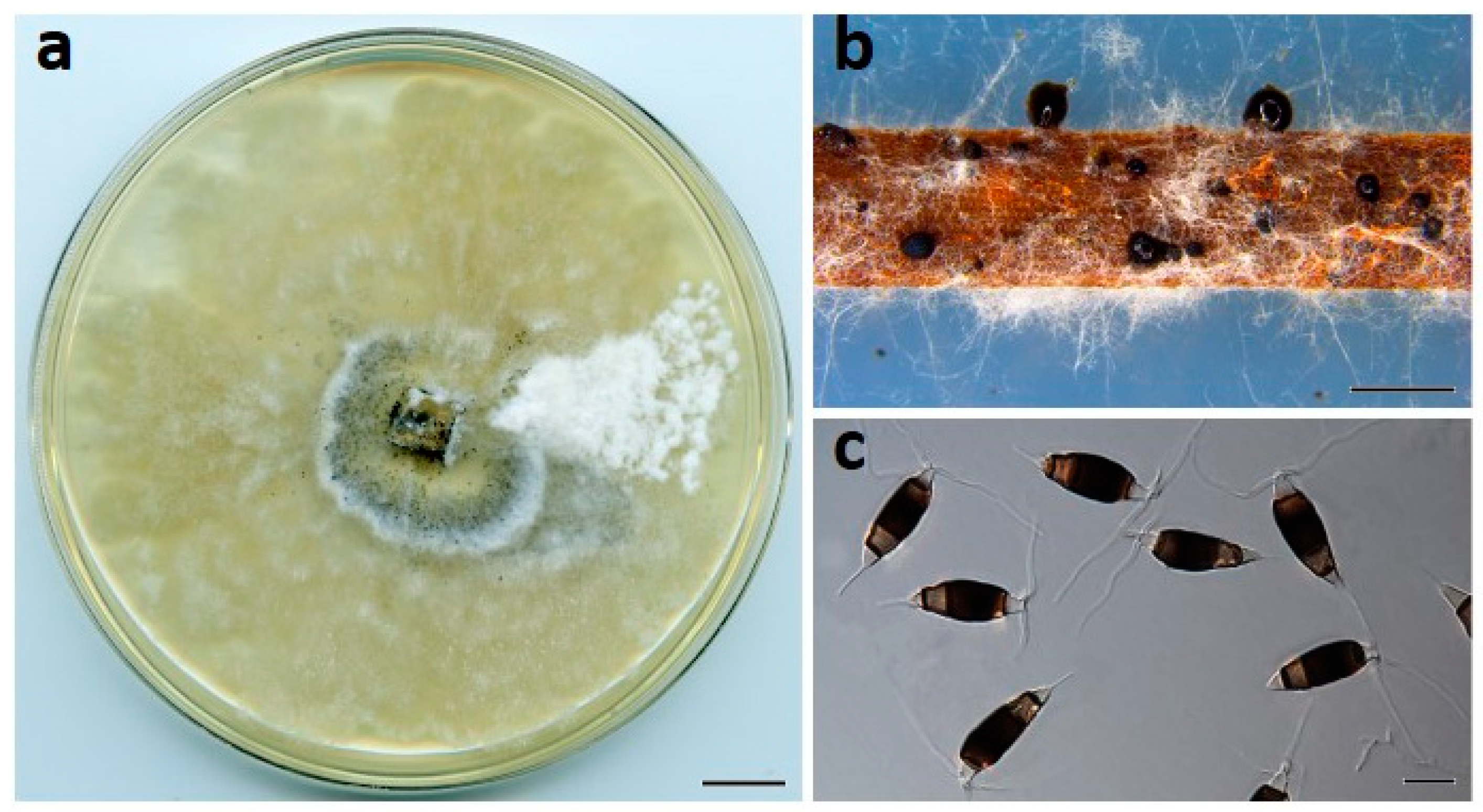 Jof 07 00771 g004 550