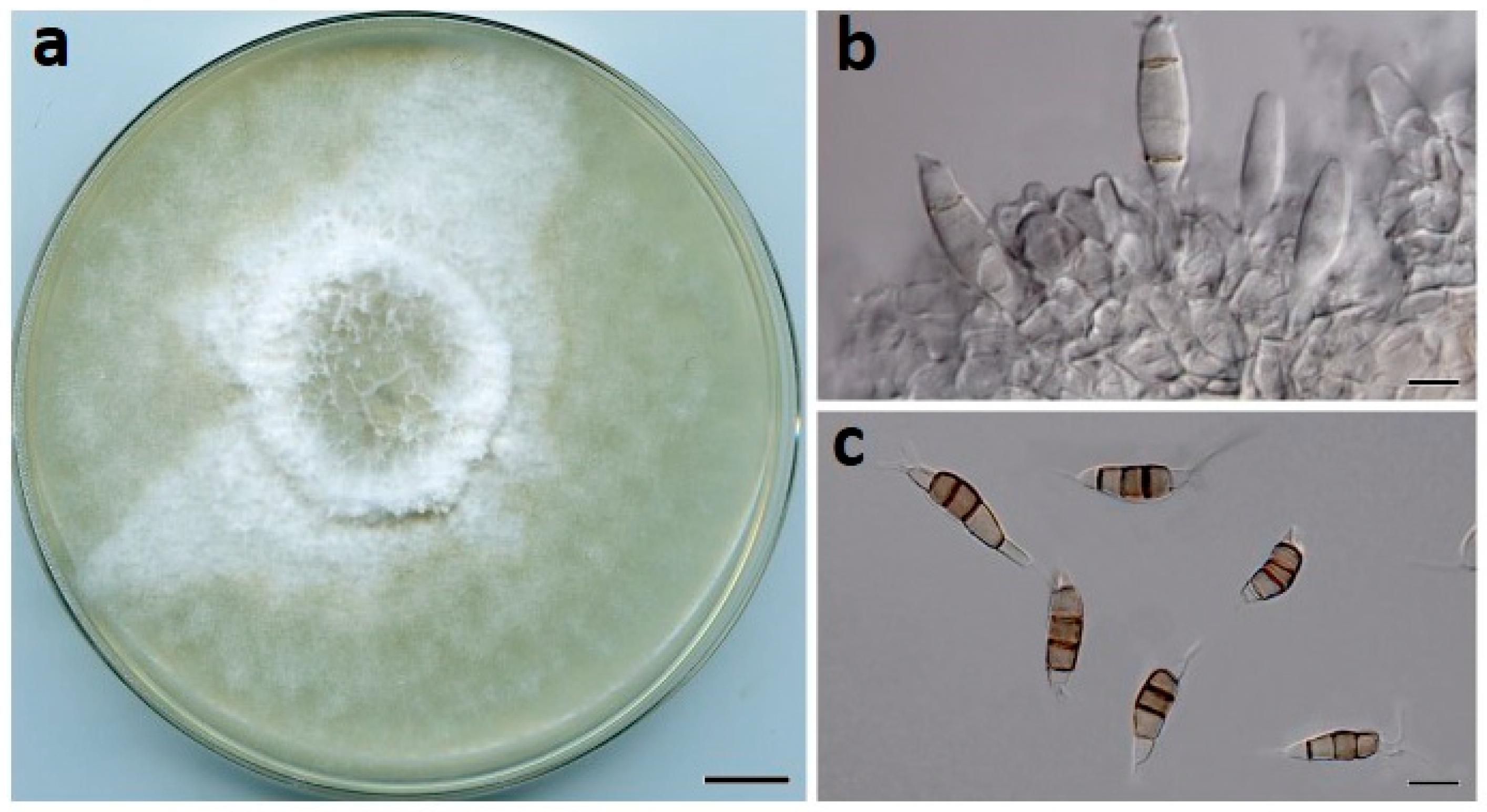 Jof 07 00771 g005 550