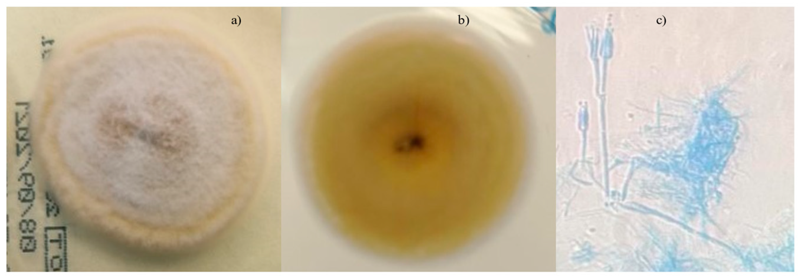 Jof 07 00778 g002 Jof 07 00778 g002