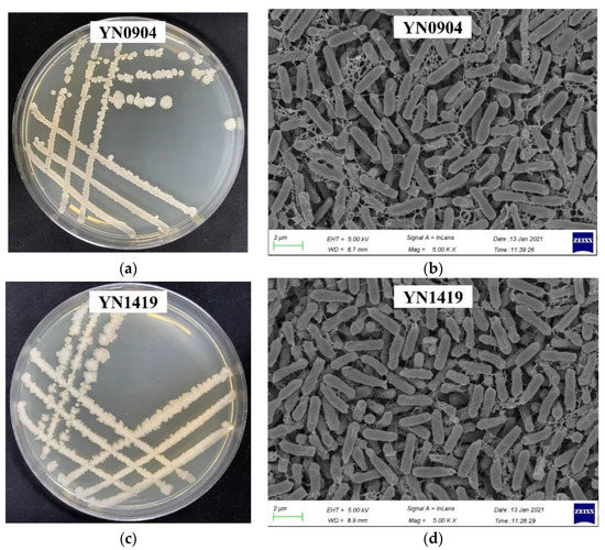 EsxA, a type VII secretion system-dependent effector