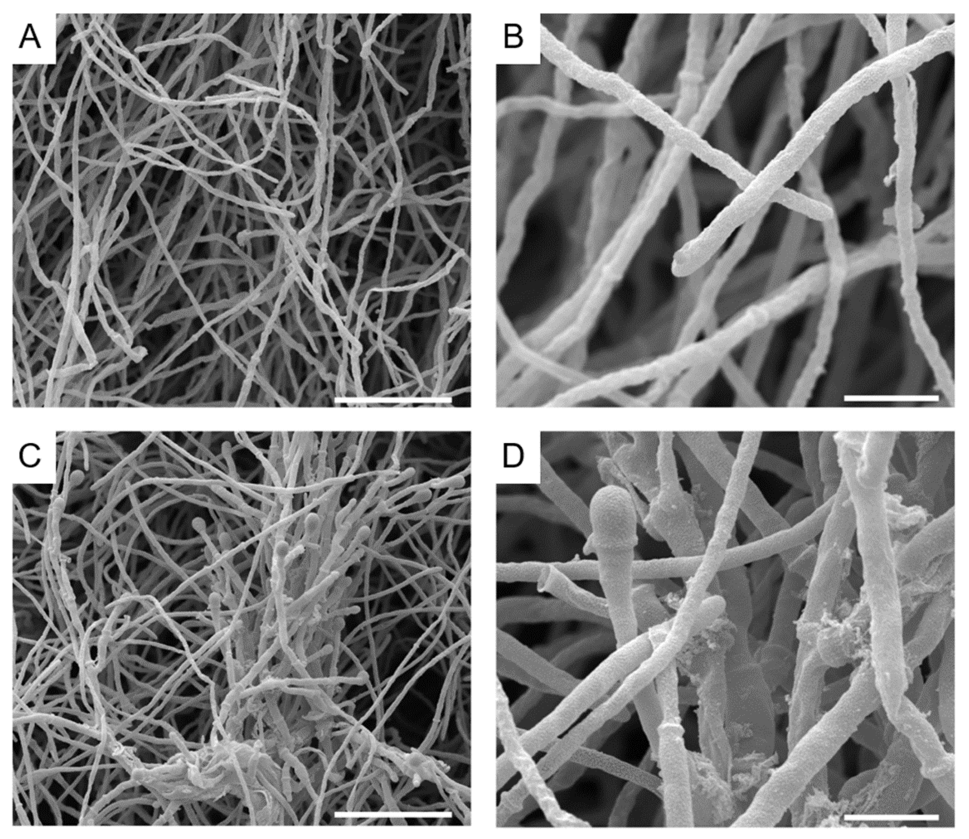 Jof 07 00803 g005 Jof 07 00803 g005