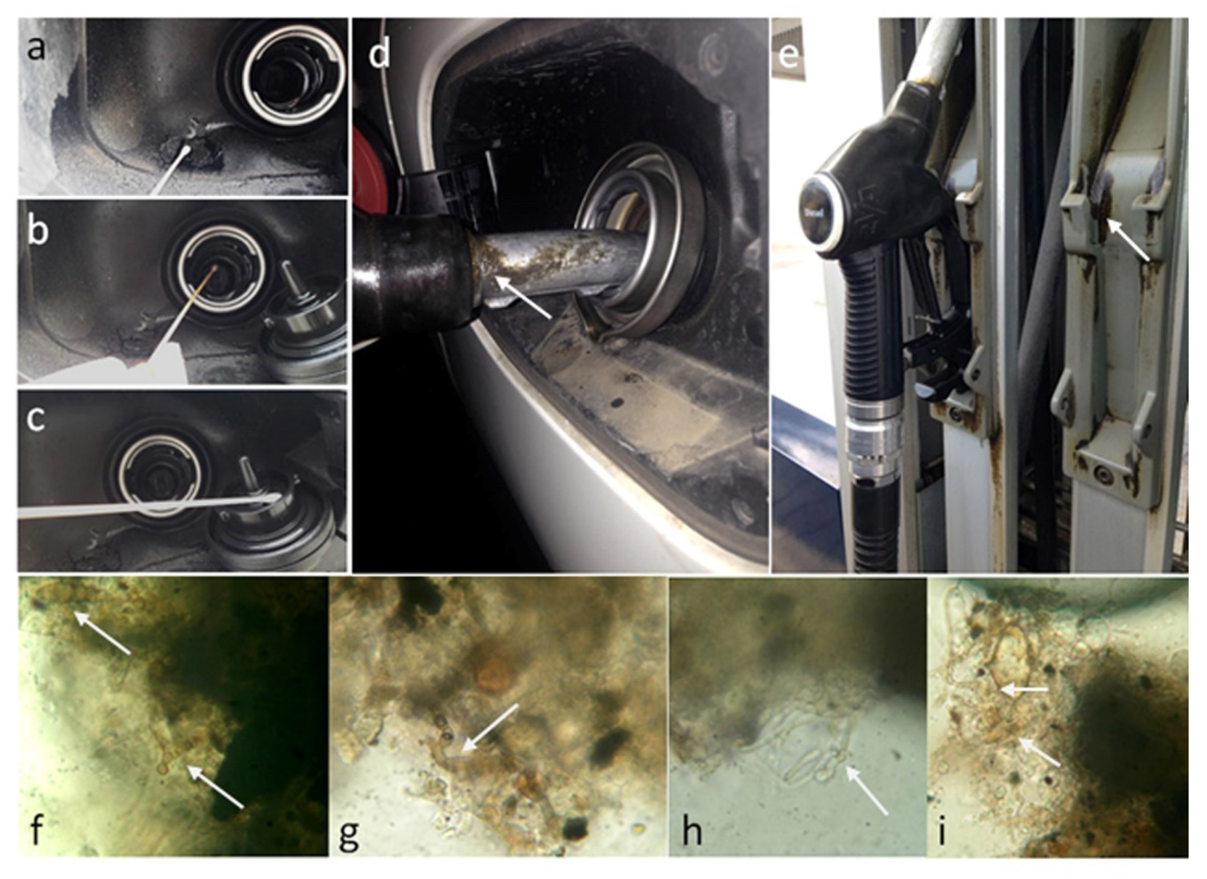 Jof 07 00817 g001 Jof 07 00817 g001