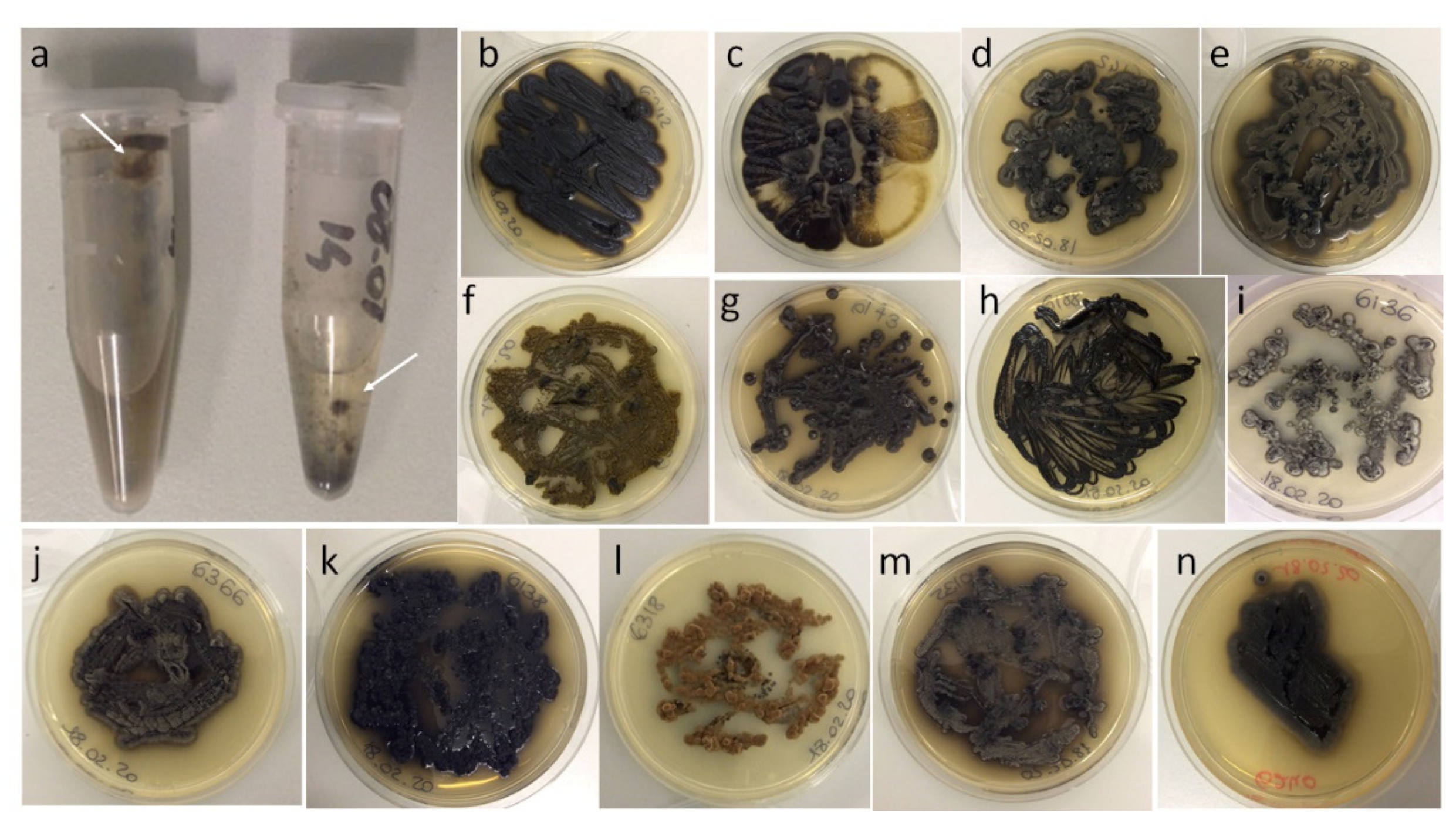 Jof 07 00817 g002 Jof 07 00817 g002