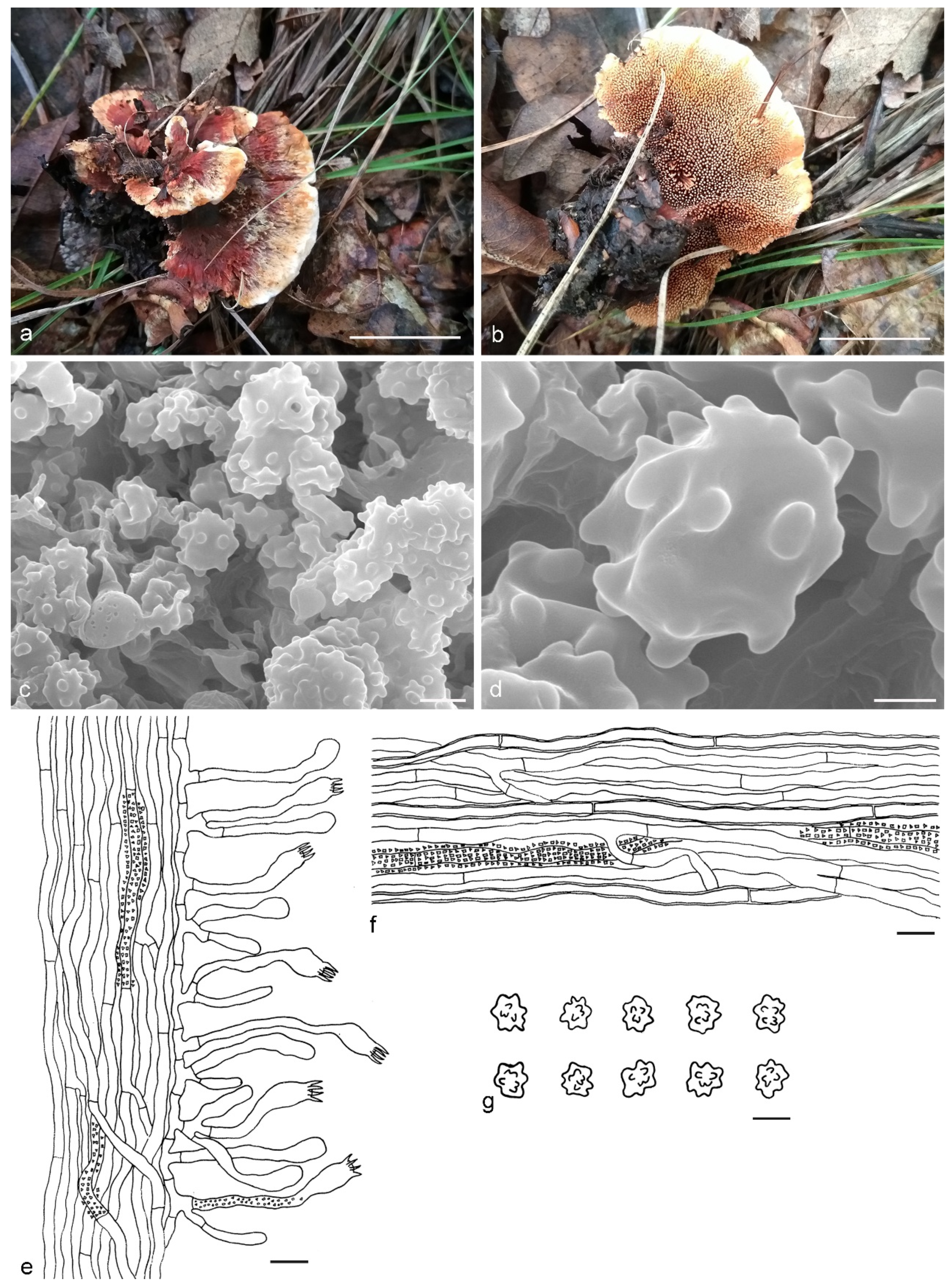 Jof 07 00818 g004 Jof 07 00818 g004