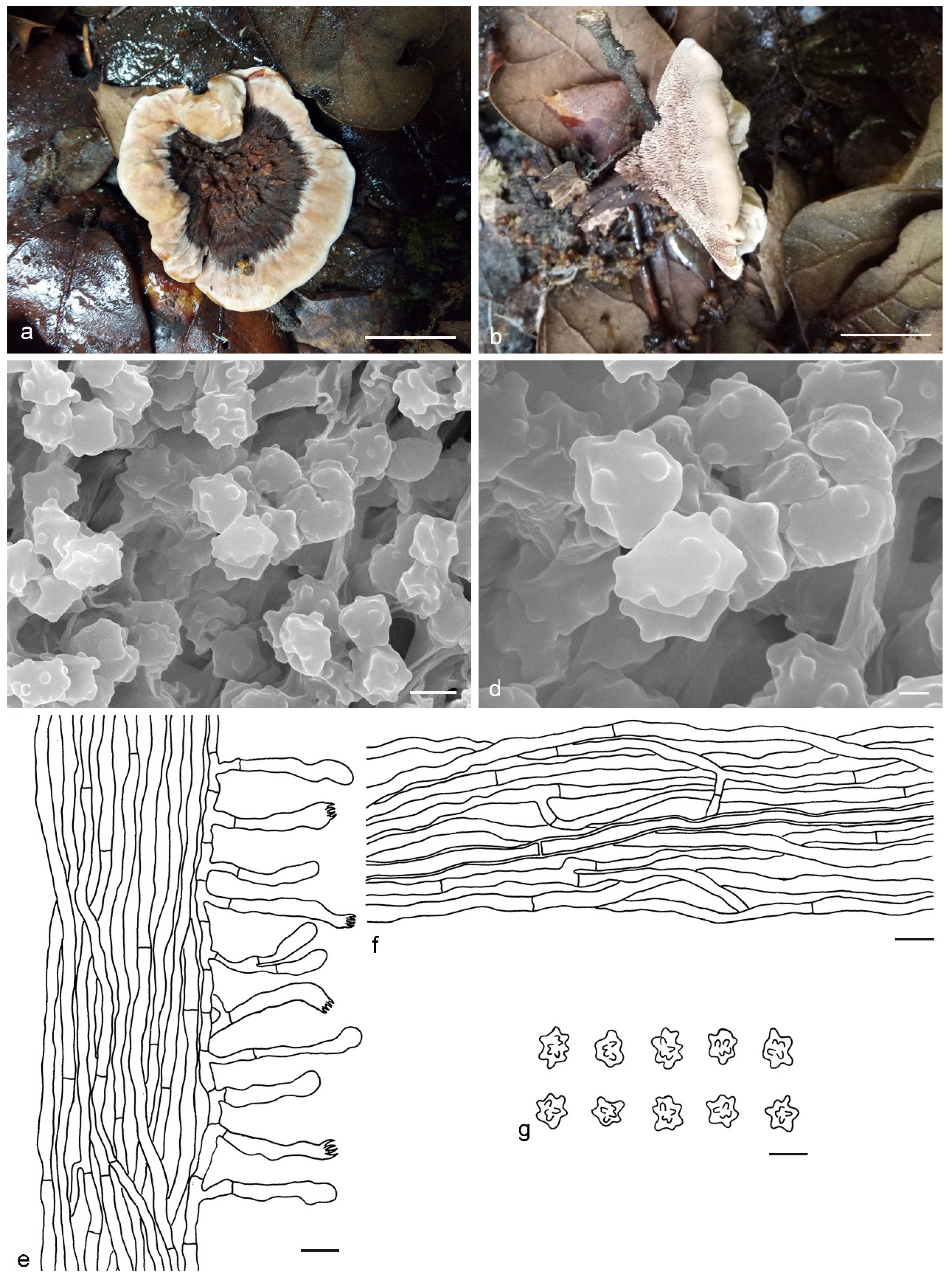 Jof 07 00818 g009 Jof 07 00818 g009