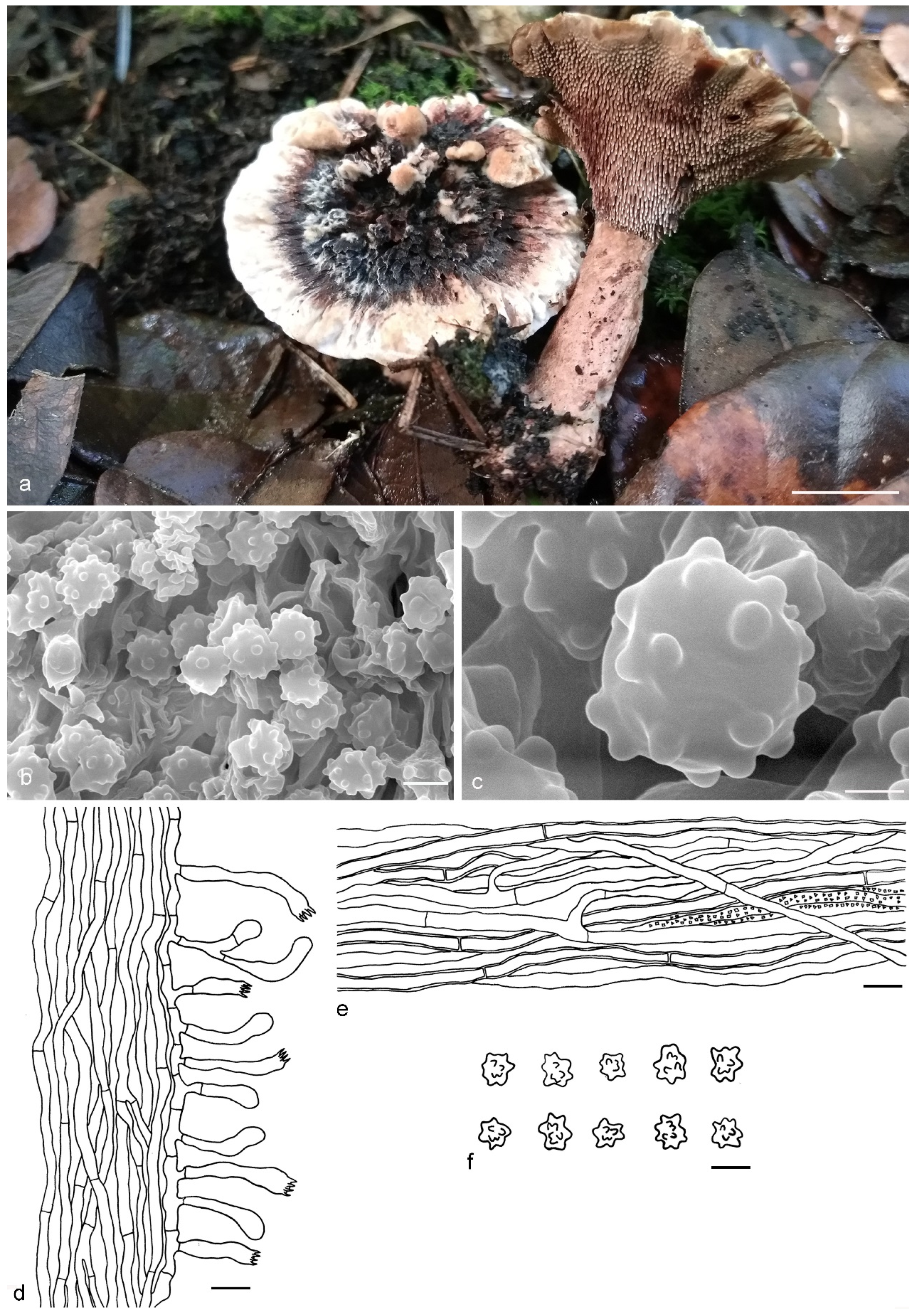 Jof 07 00818 g011 Jof 07 00818 g011