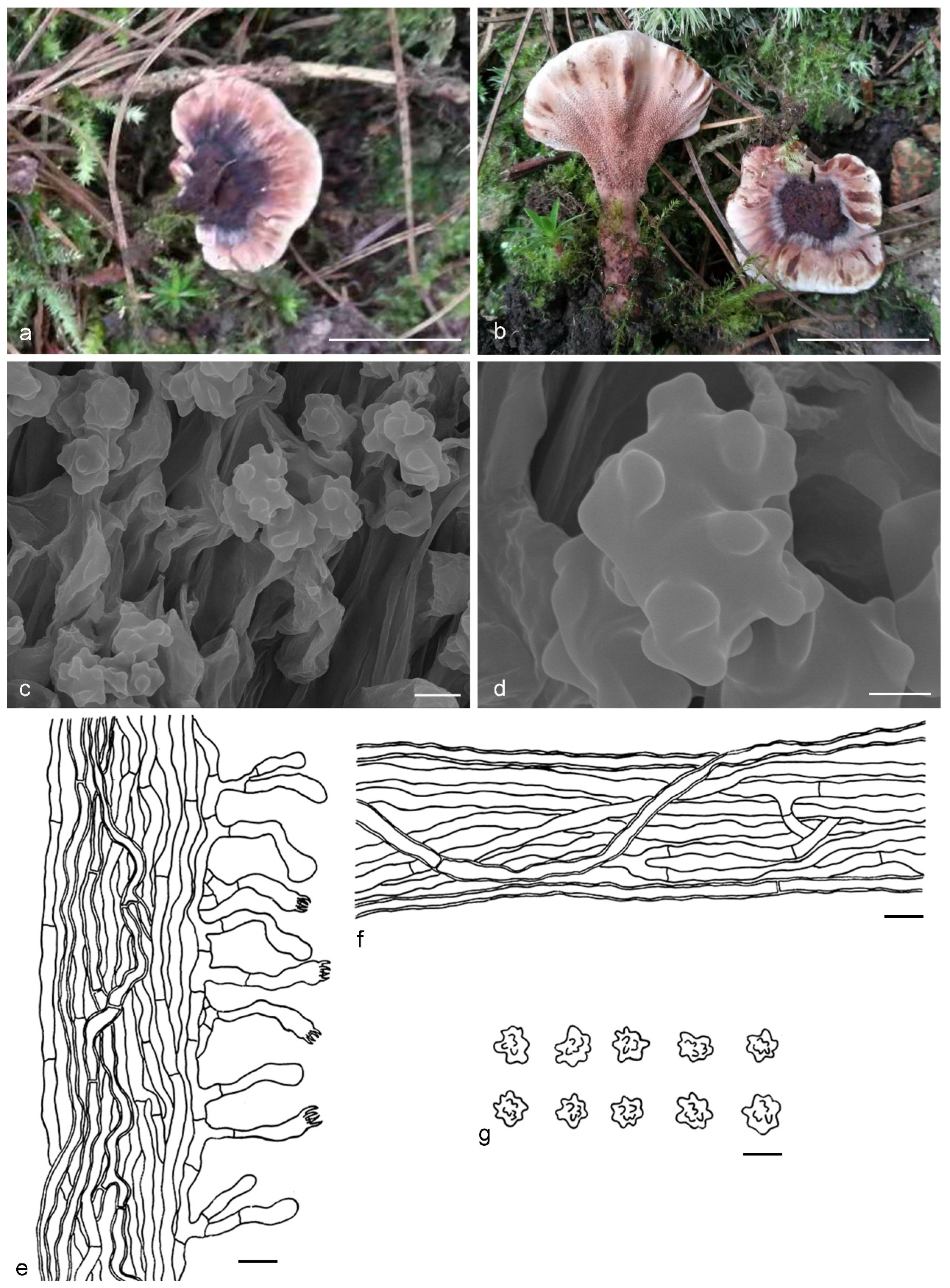 Jof 07 00818 g013 Jof 07 00818 g013