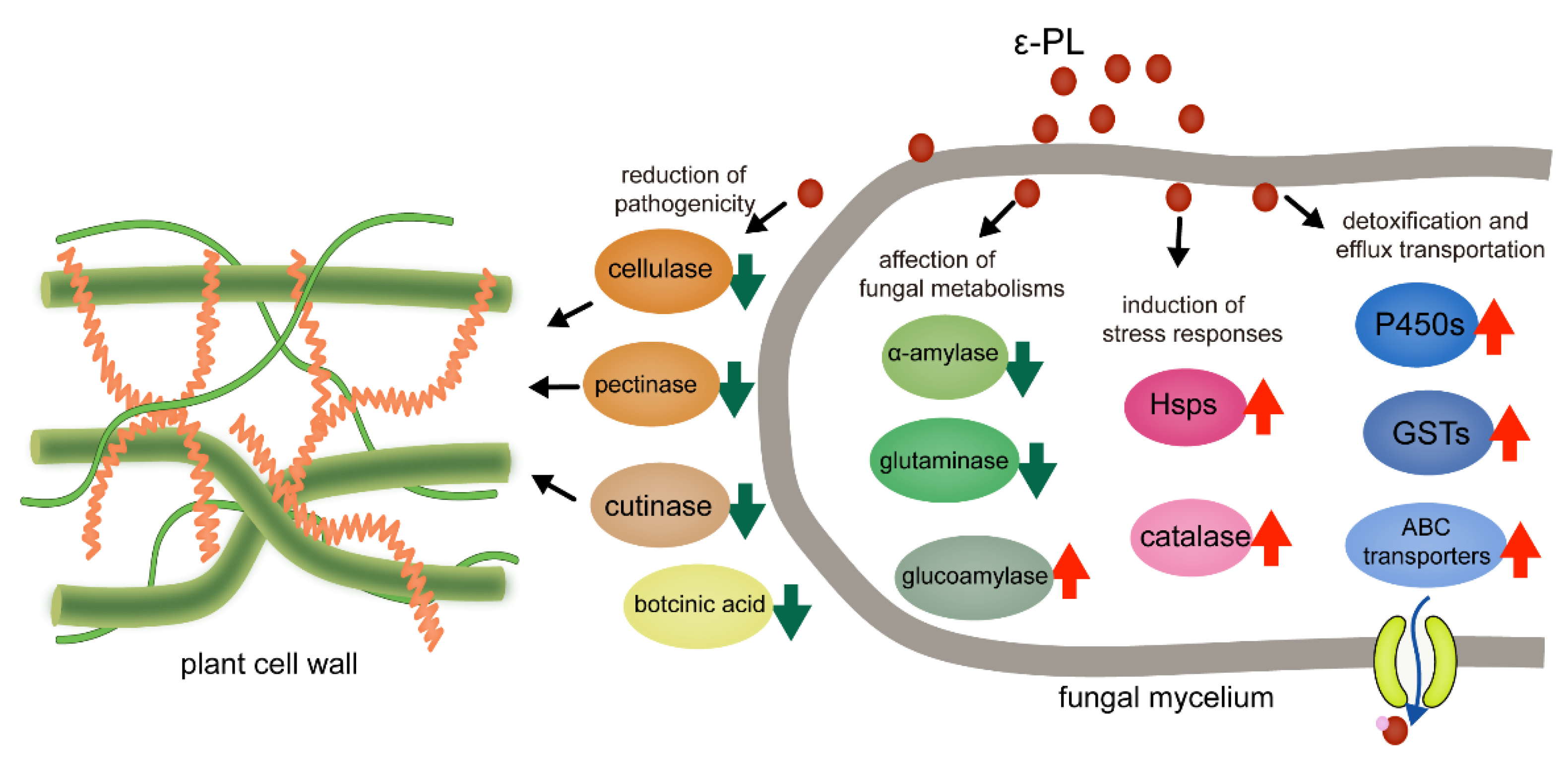 Jof 07 00821 g007 Jof 07 00821 g007