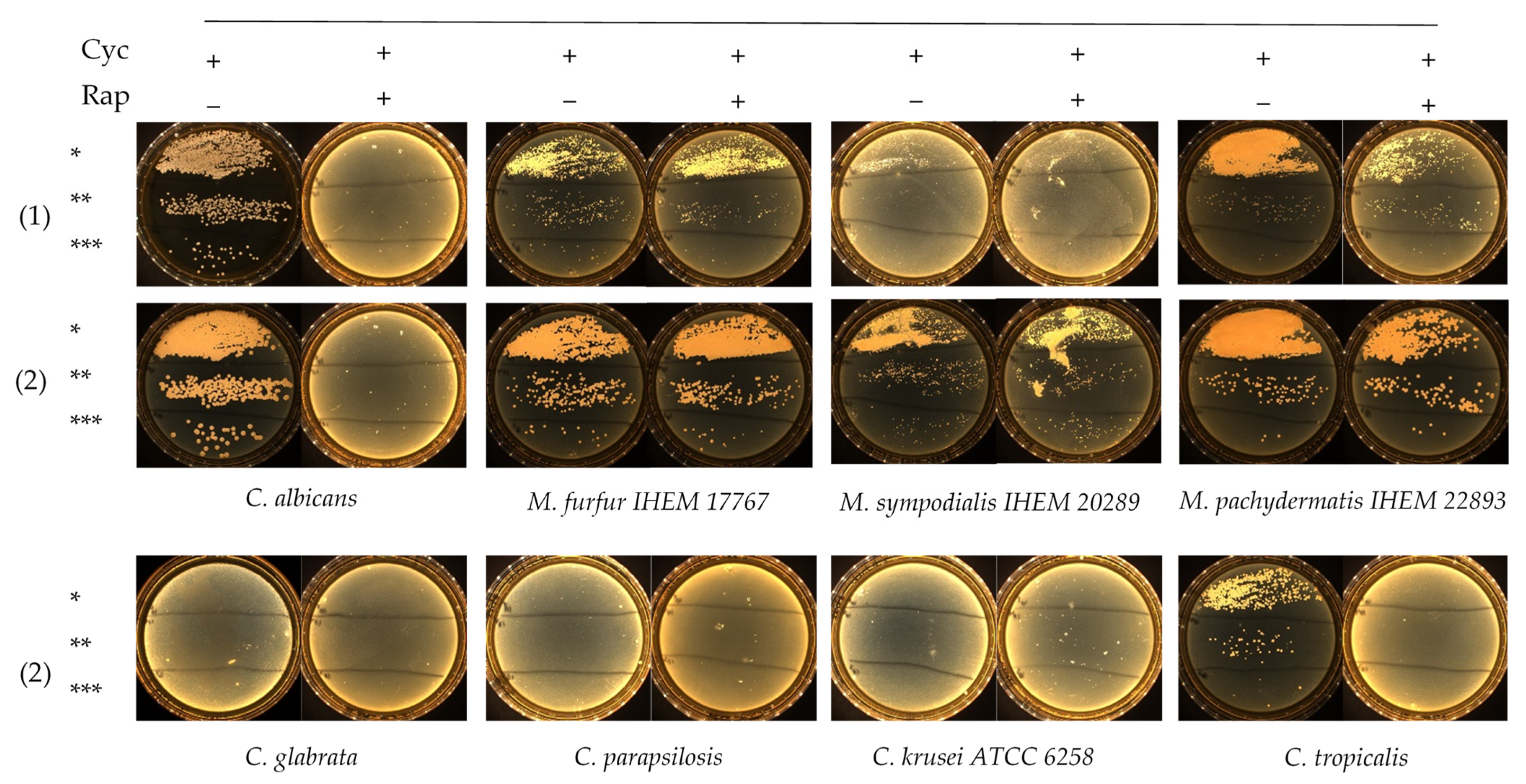 Jof 07 00824 g001 Jof 07 00824 g001