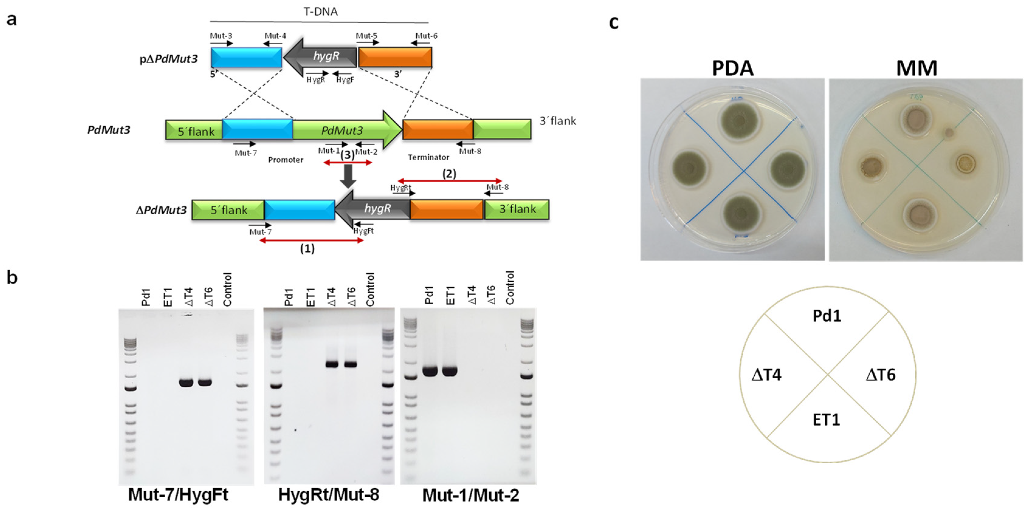 Jof 07 00828 g002 Jof 07 00828 g002