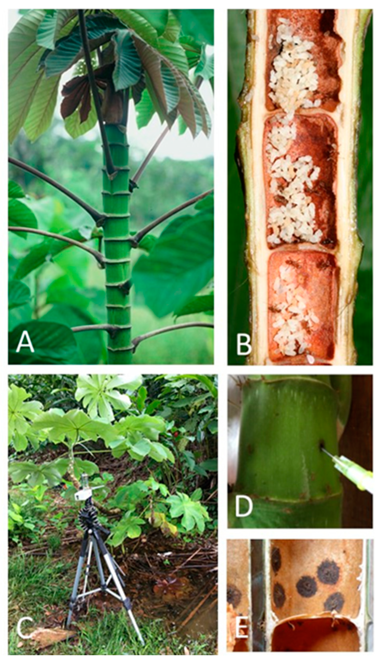 Jof 07 00836 g001 Jof 07 00836 g001