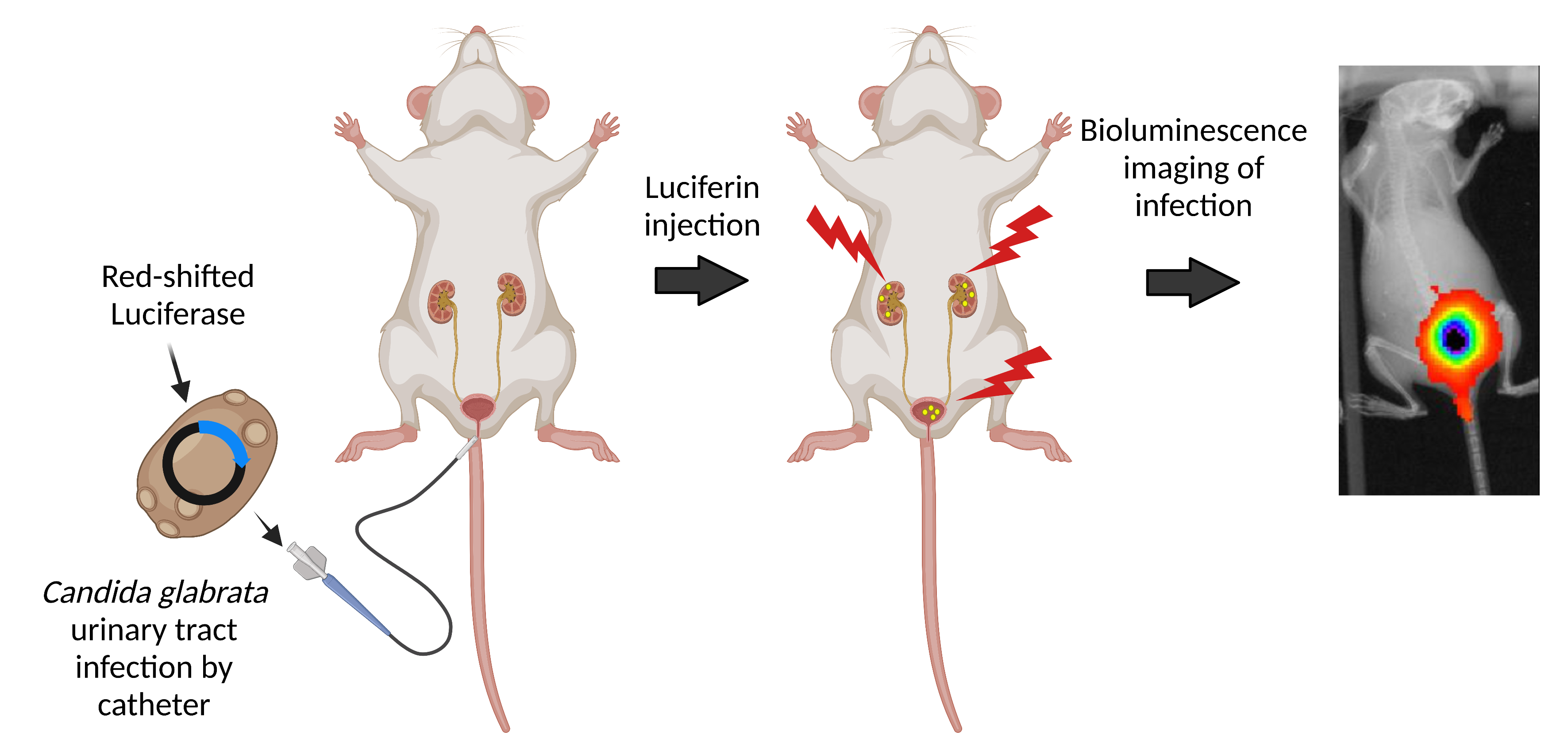 JoF Free FullText Investigating Candida glabrata Urinary Tract