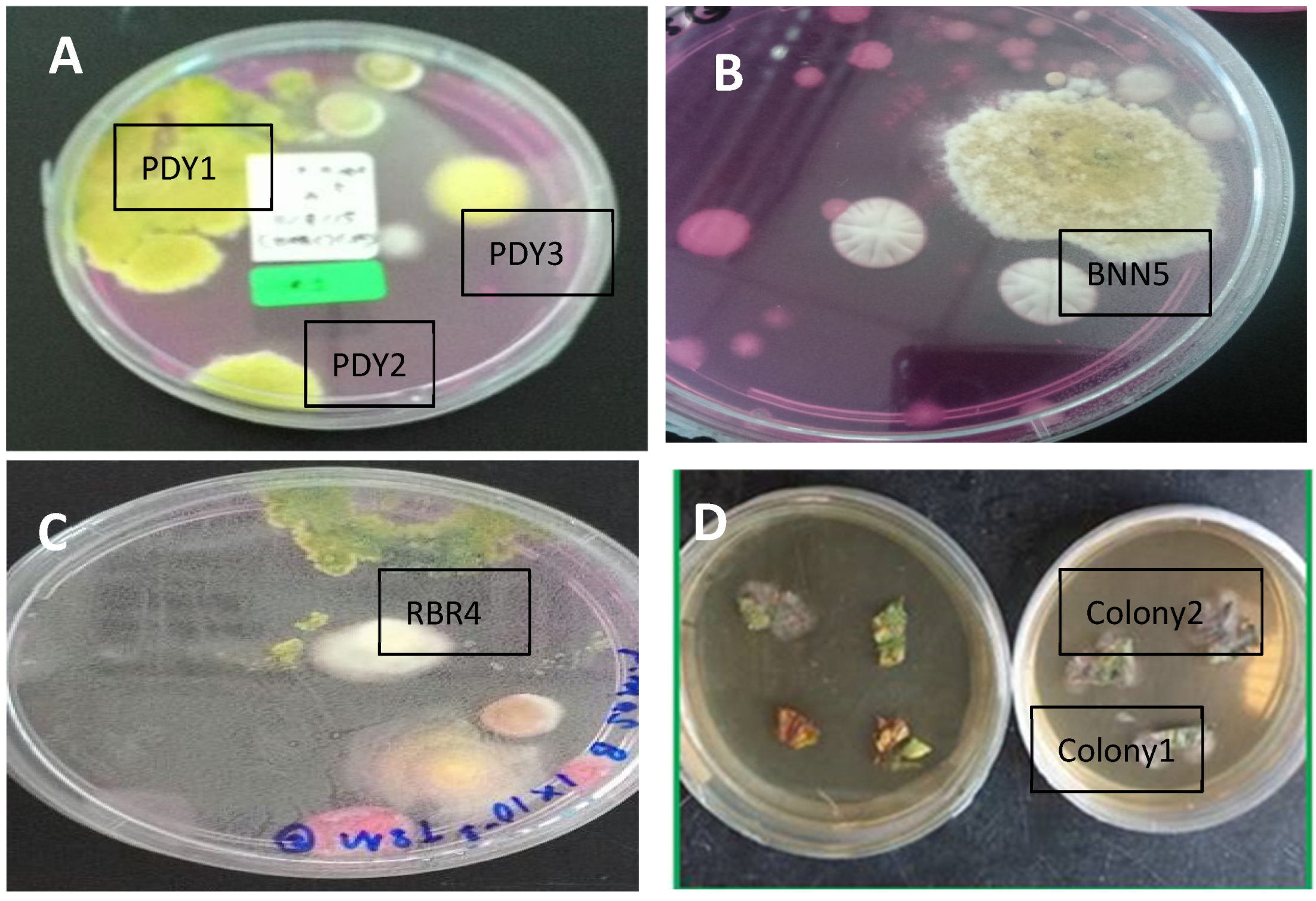 Jof 07 00868 g001 550