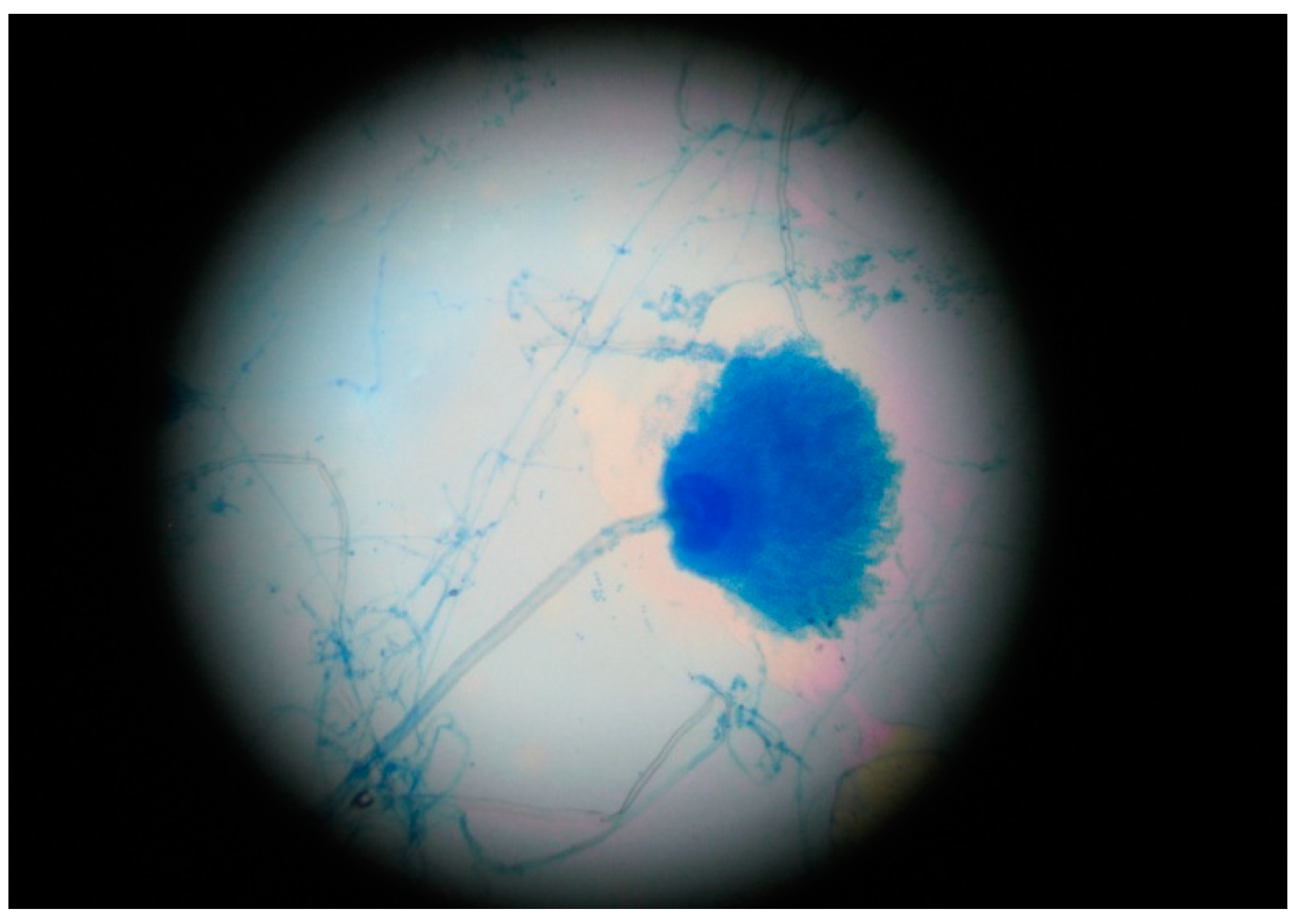 Jof 07 00877 g002 550