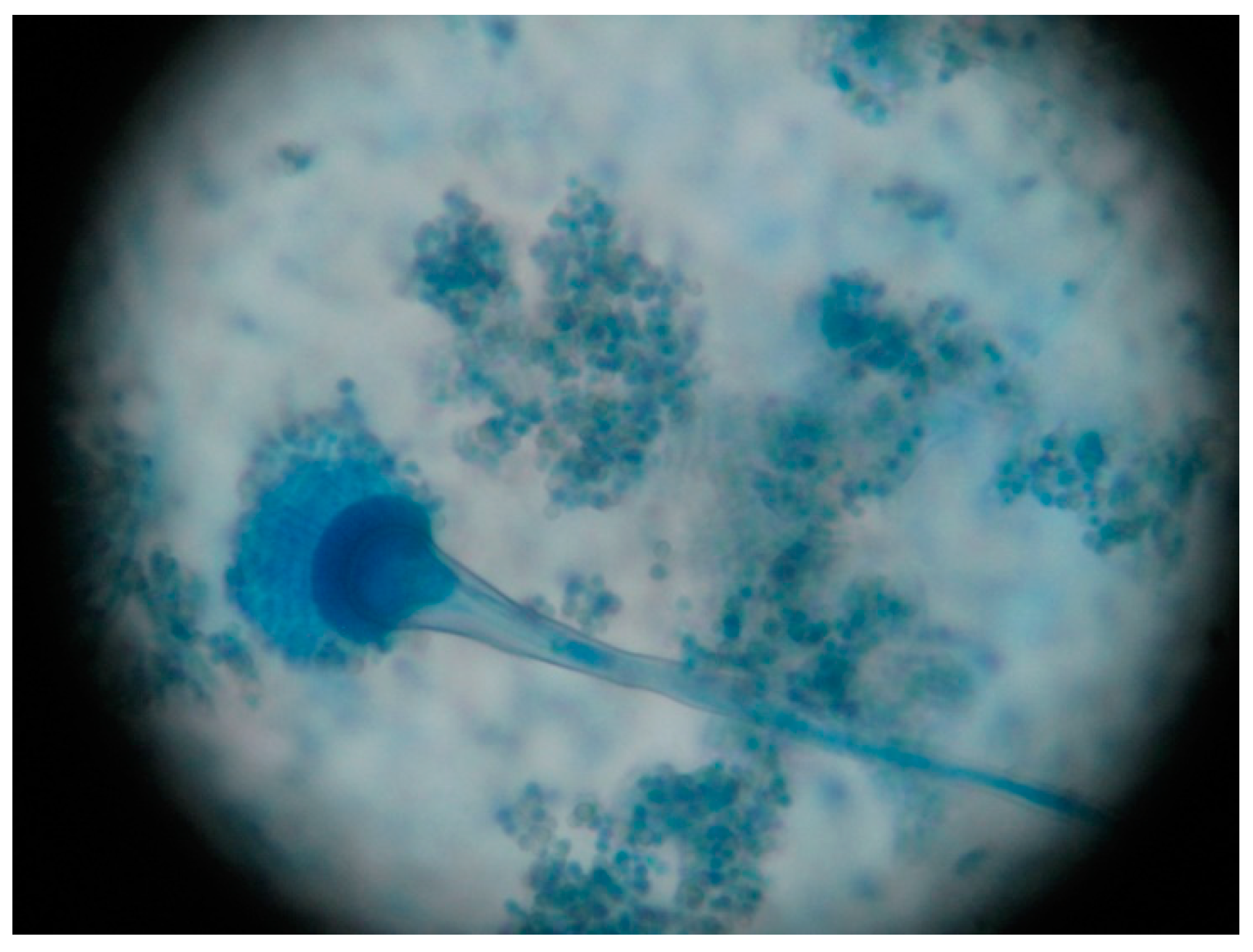 Jof 07 00877 g005 550