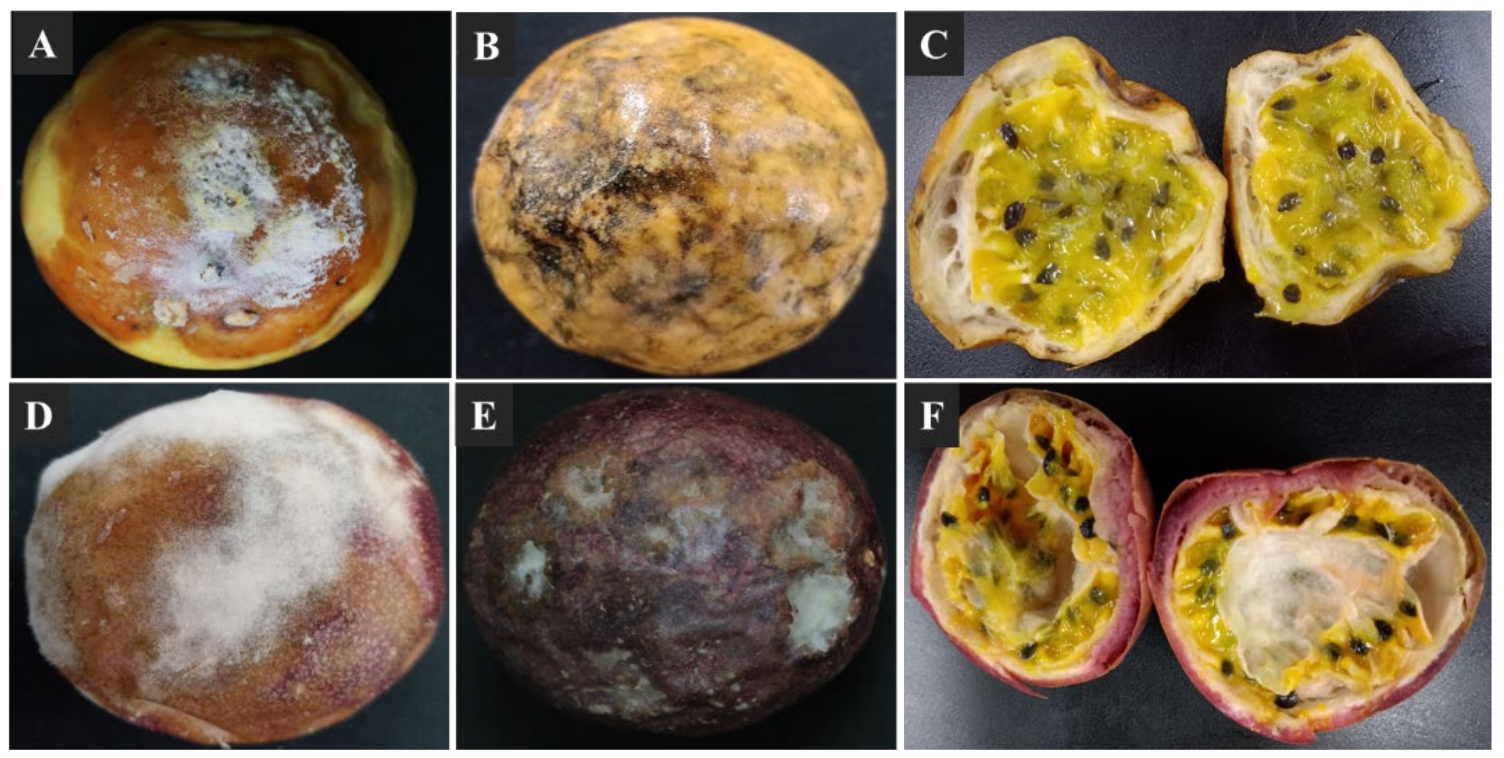 Jof 07 00879 g001 Jof 07 00879 g001