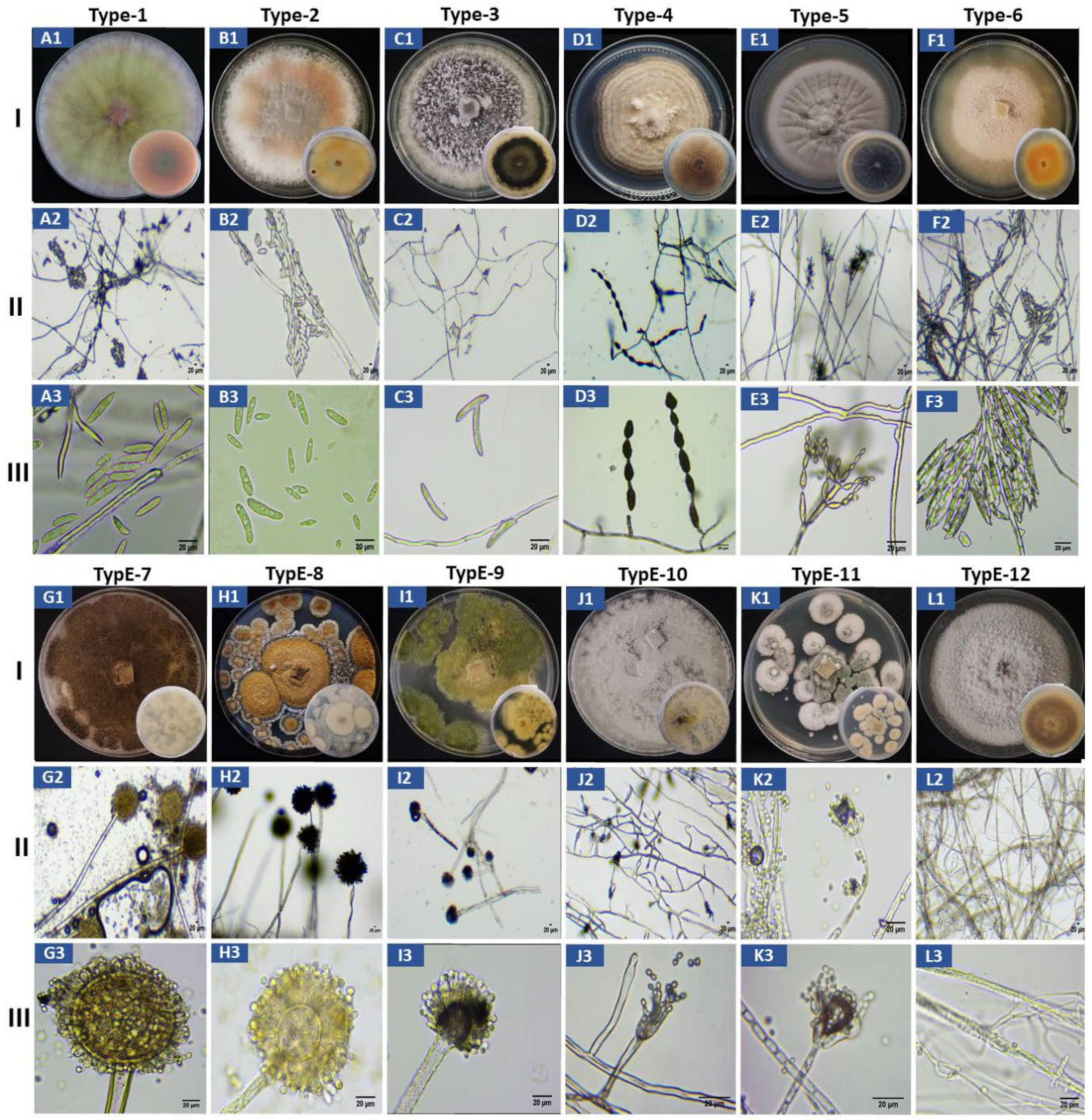 Jof 07 00879 g002 Jof 07 00879 g002