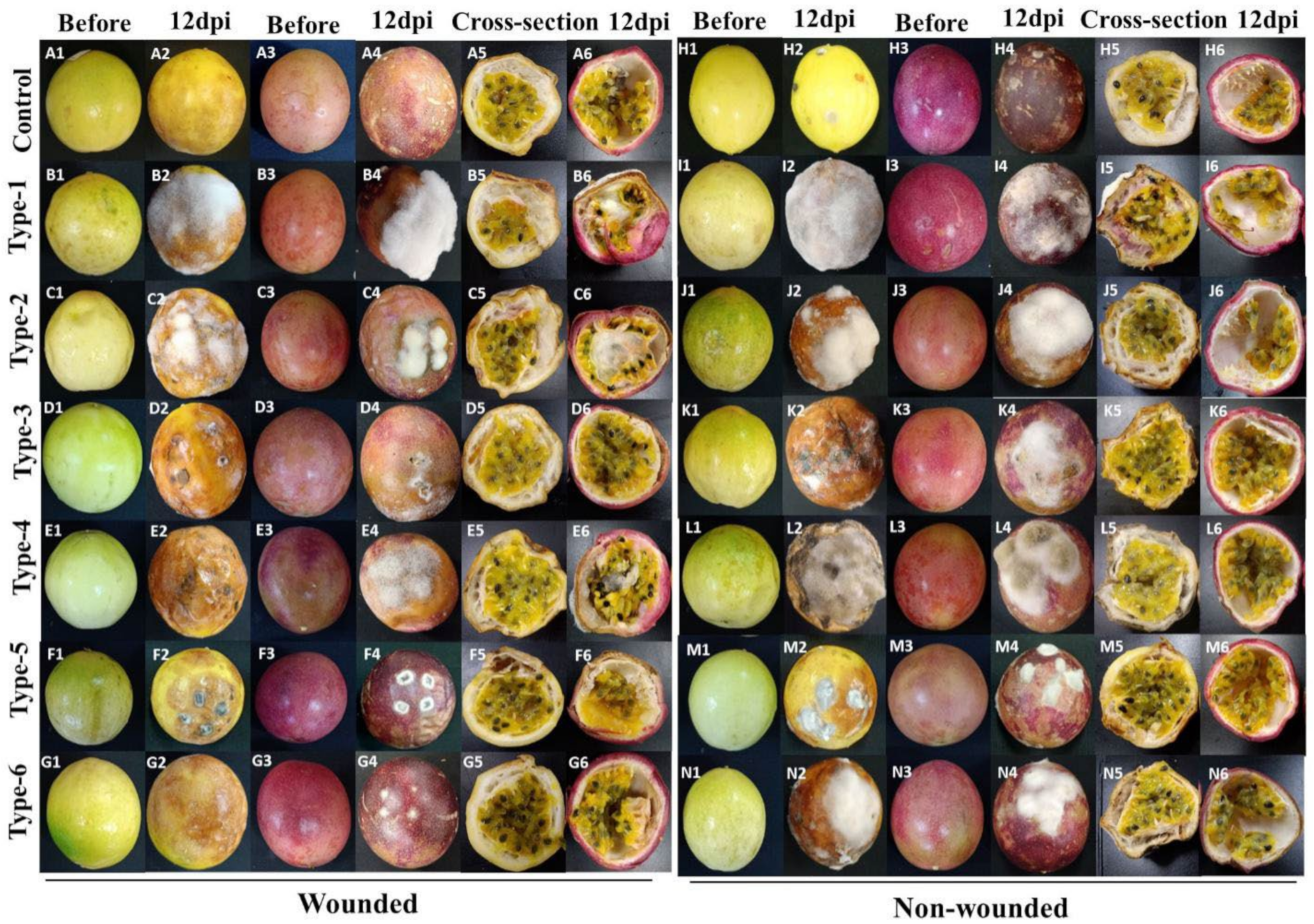 Jof 07 00879 g004 Jof 07 00879 g004