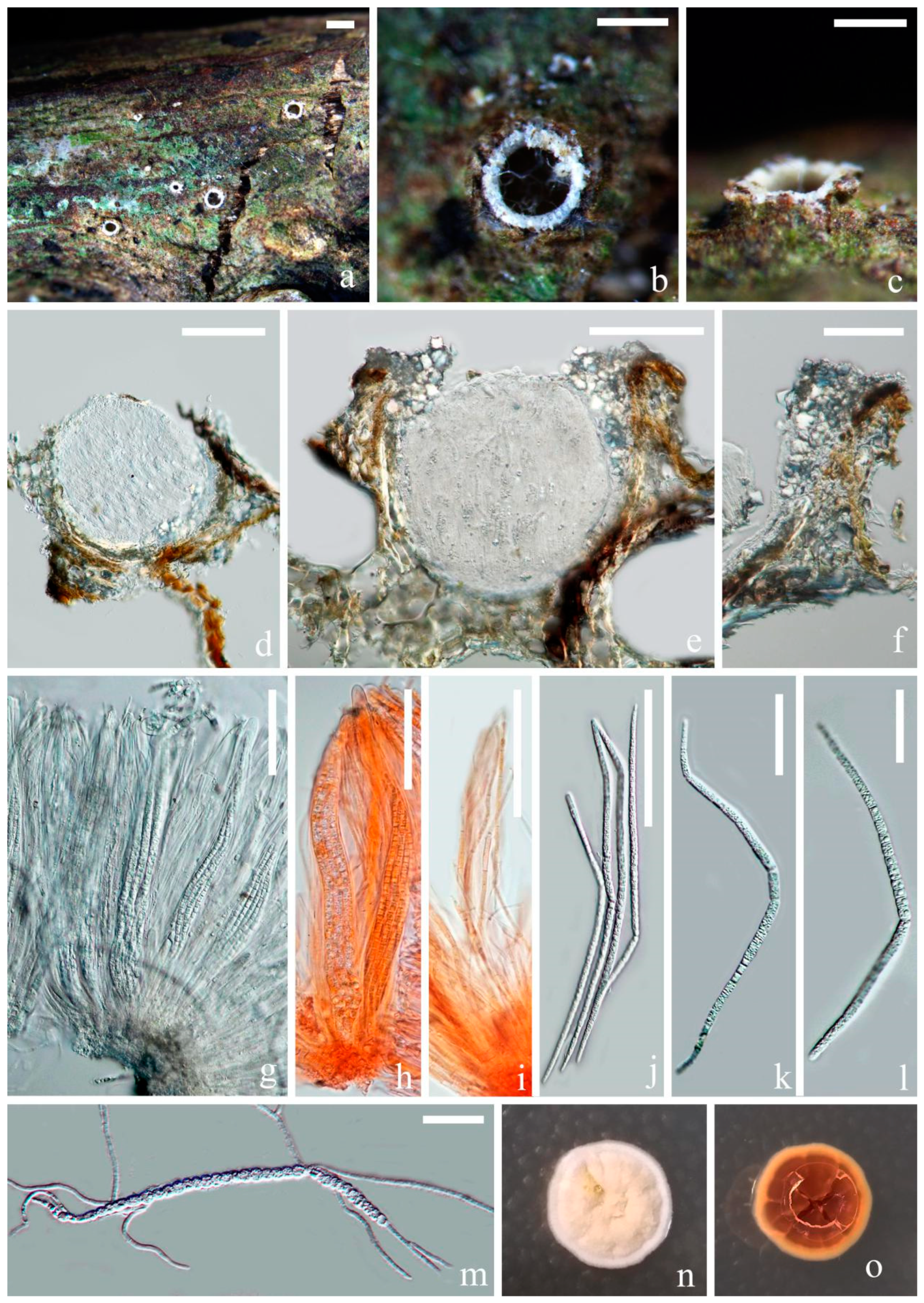 Jof 07 00880 g003 Jof 07 00880 g003