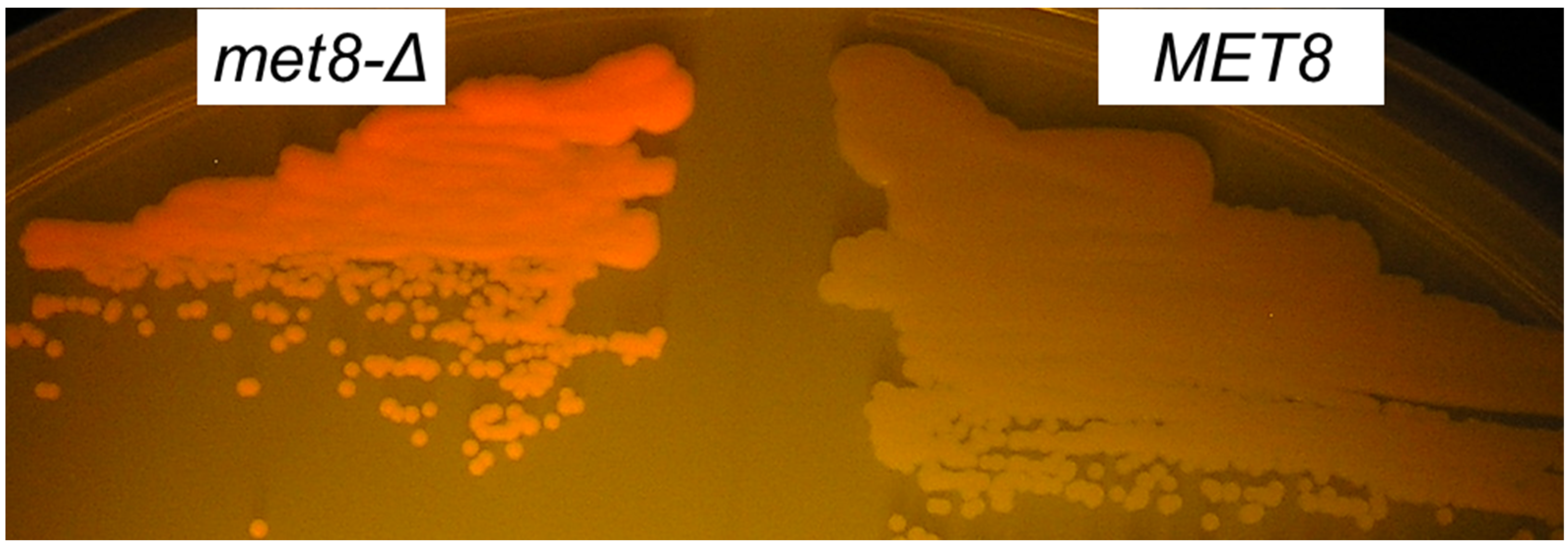 Jof 07 00884 g002 Jof 07 00884 g002