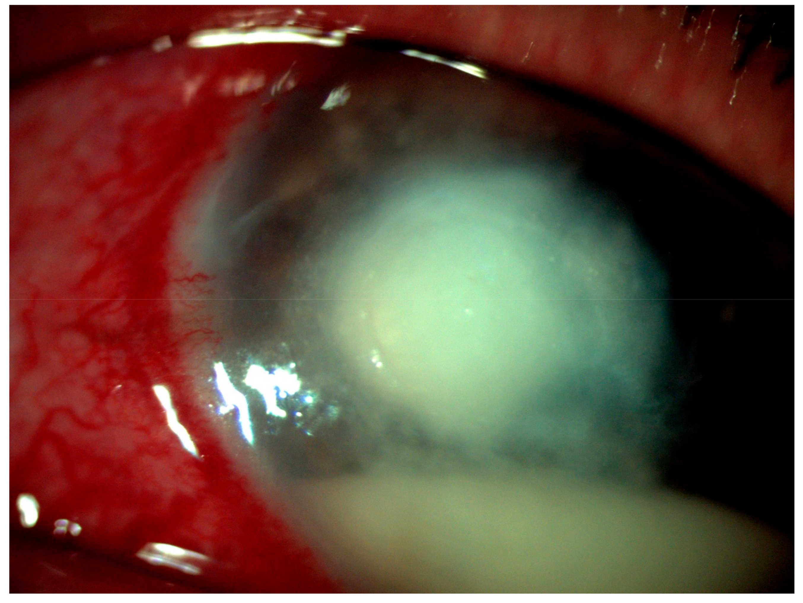 Jof 07 00889 g001 Jof 07 00889 g001