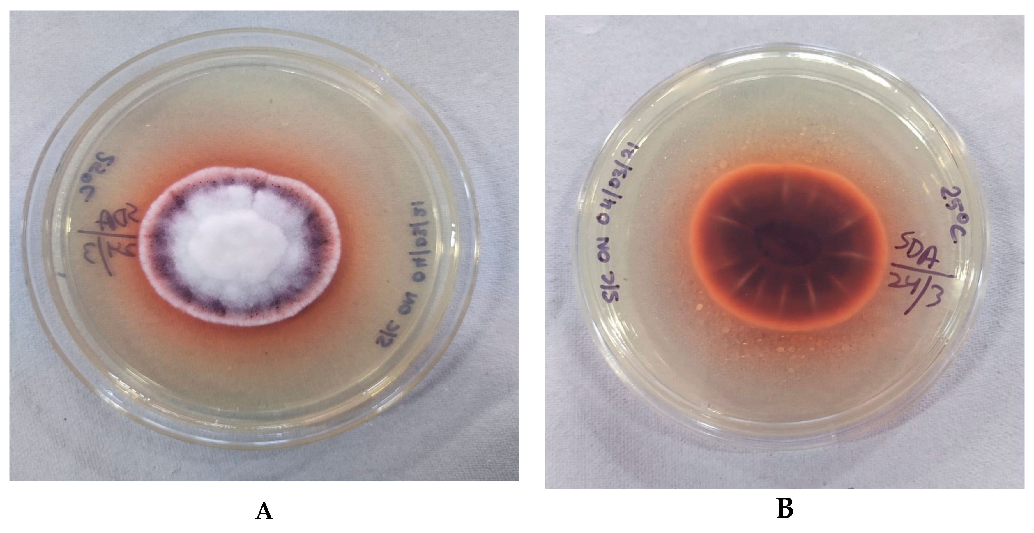 Jof 07 00889 g002 Jof 07 00889 g002