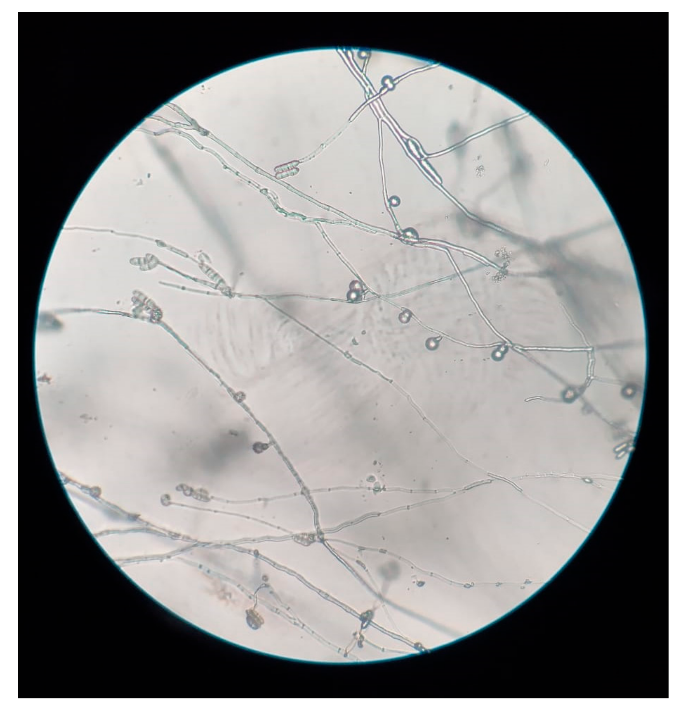 Jof 07 00889 g003 Jof 07 00889 g003