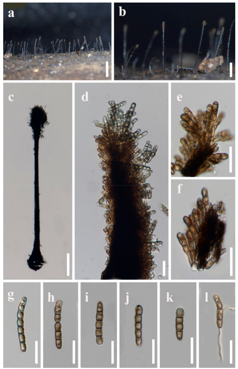 Jof 07 00891 g003 Jof 07 00891 g003