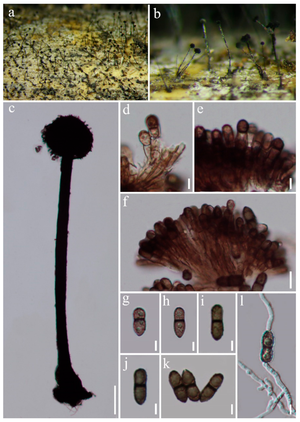 Jof 07 00891 g005 Jof 07 00891 g005