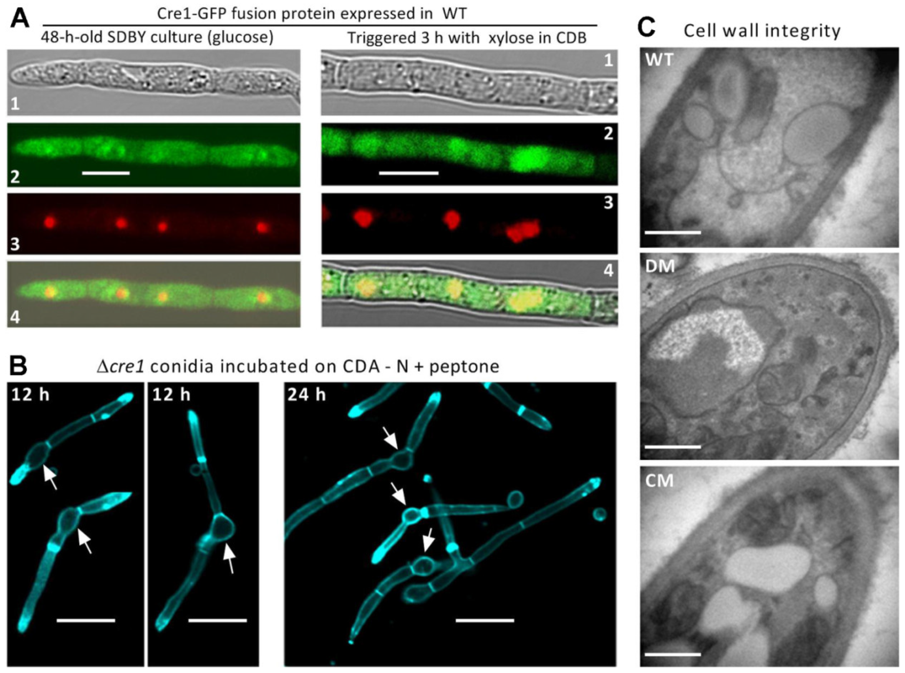 Jof 07 00895 g001 550