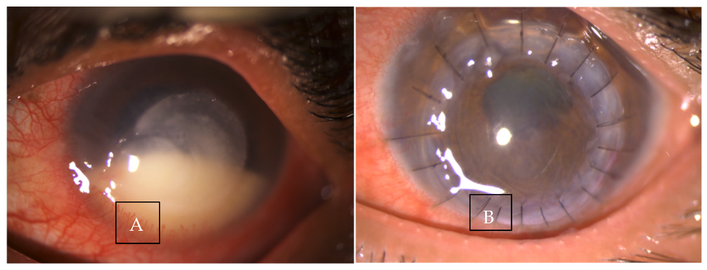 Jof 07 00907 g006 Jof 07 00907 g006