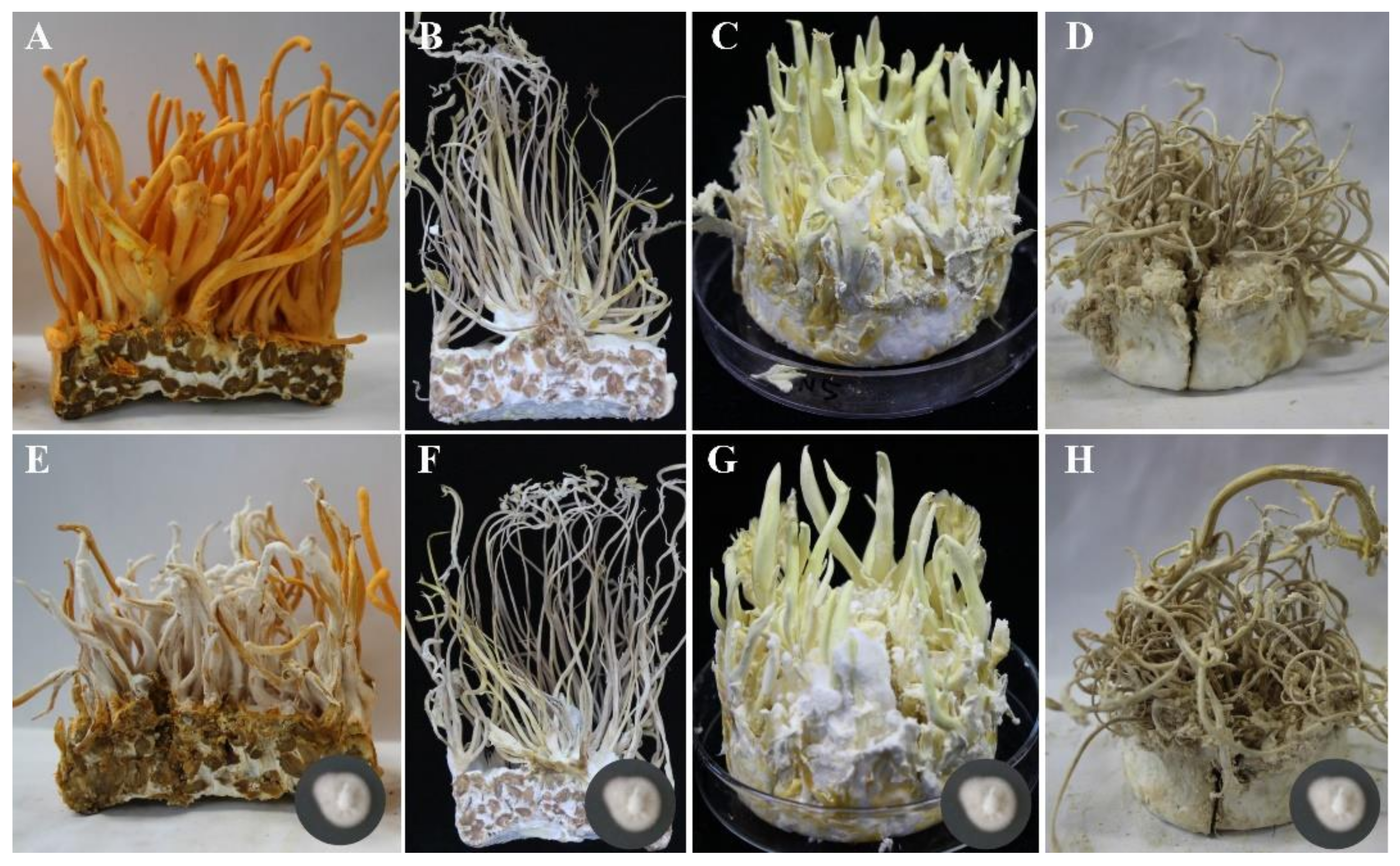 Jof 07 00918 g004 Jof 07 00918 g004