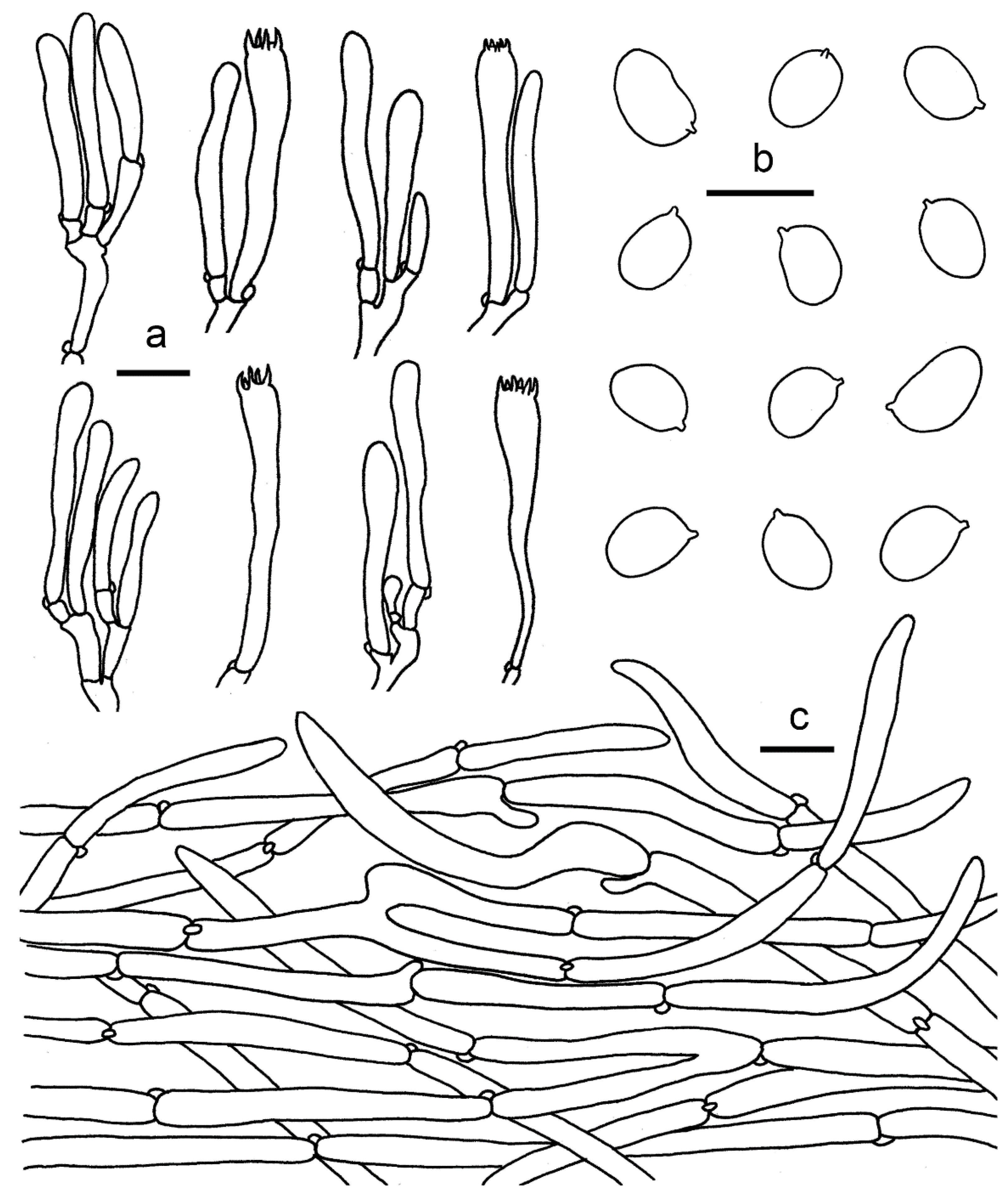 Jof 07 00919 g005 Jof 07 00919 g005