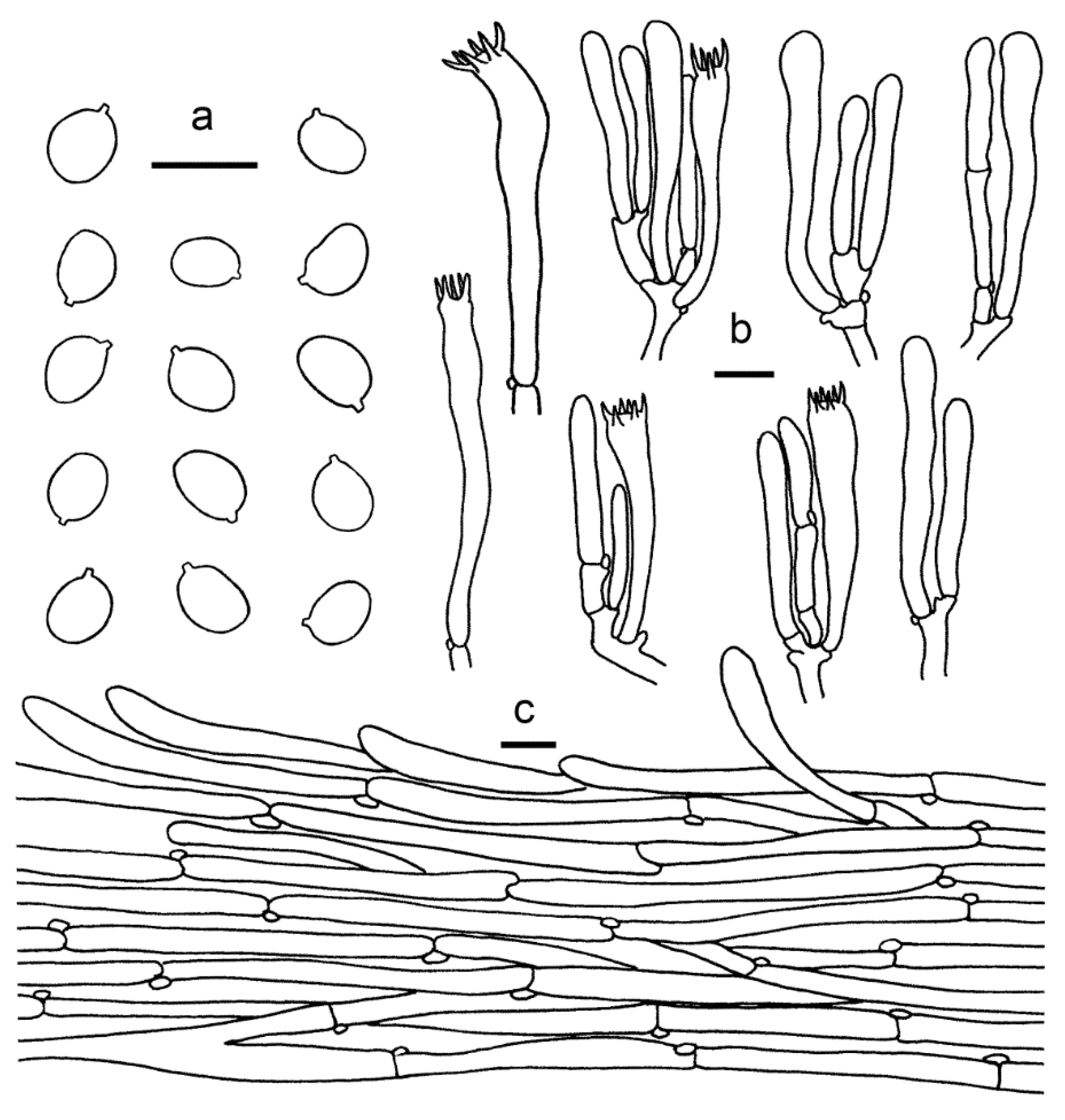 Jof 07 00919 g008 Jof 07 00919 g008