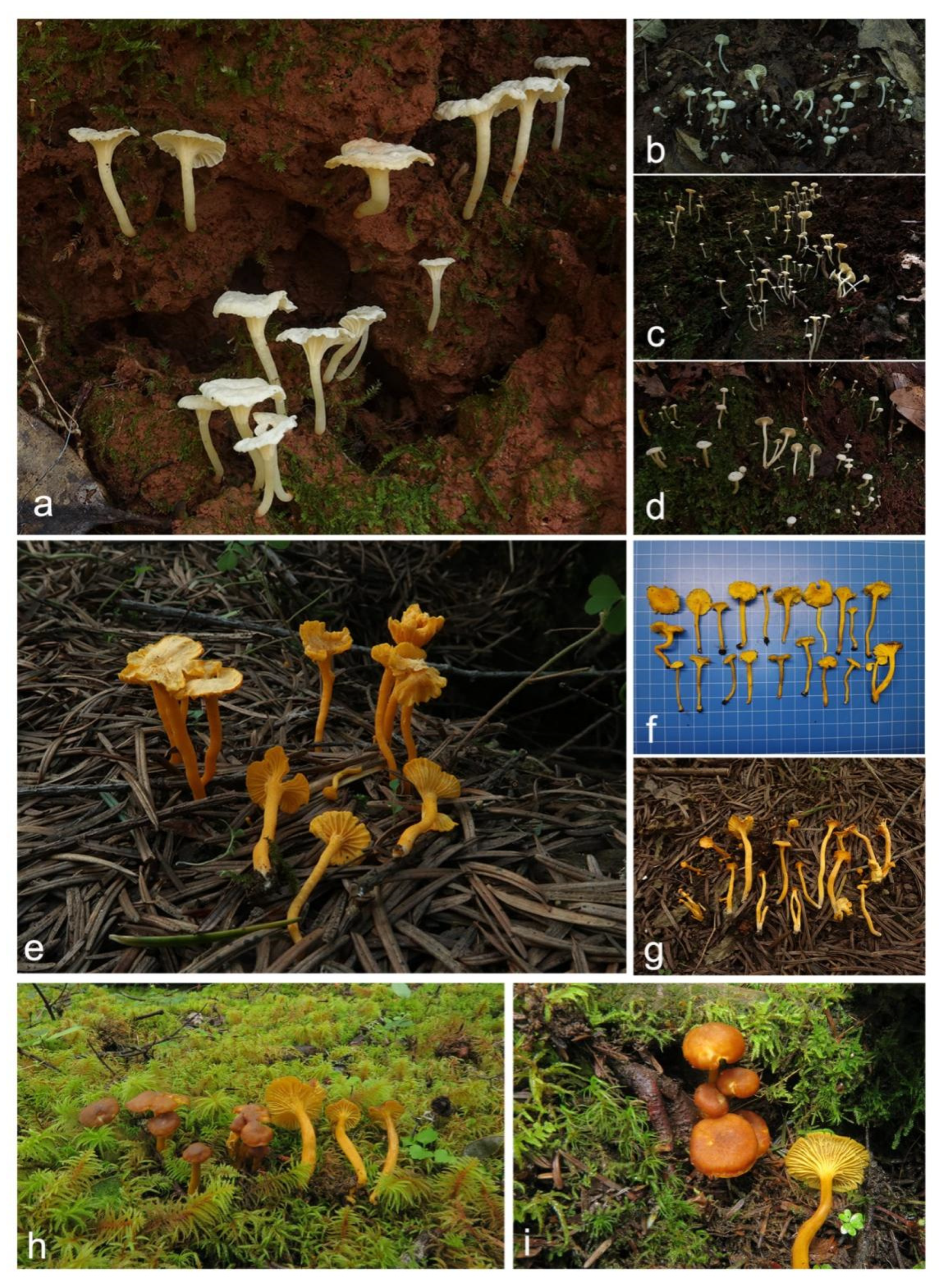 Jof 07 00919 g011 Jof 07 00919 g011