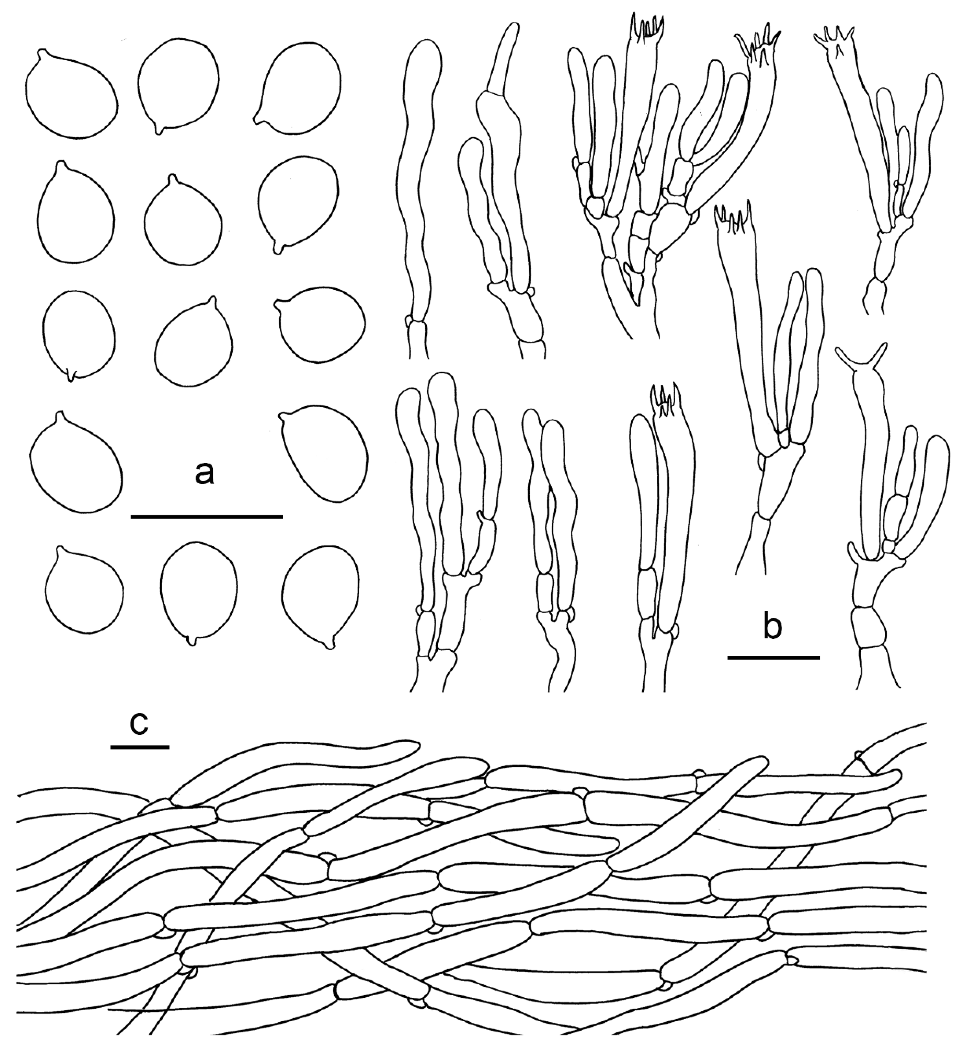 Jof 07 00919 g012 Jof 07 00919 g012