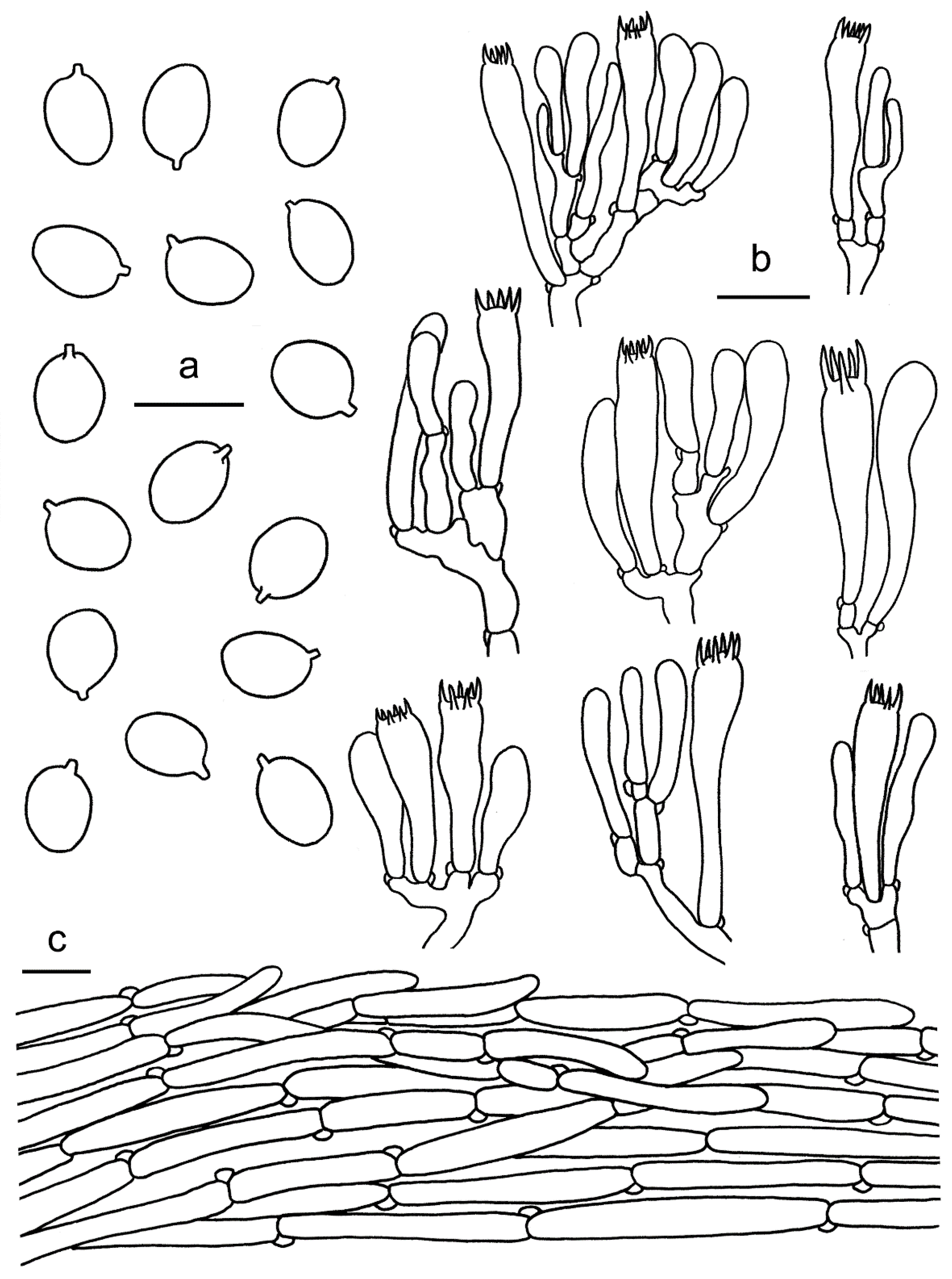 Jof 07 00919 g013 Jof 07 00919 g013