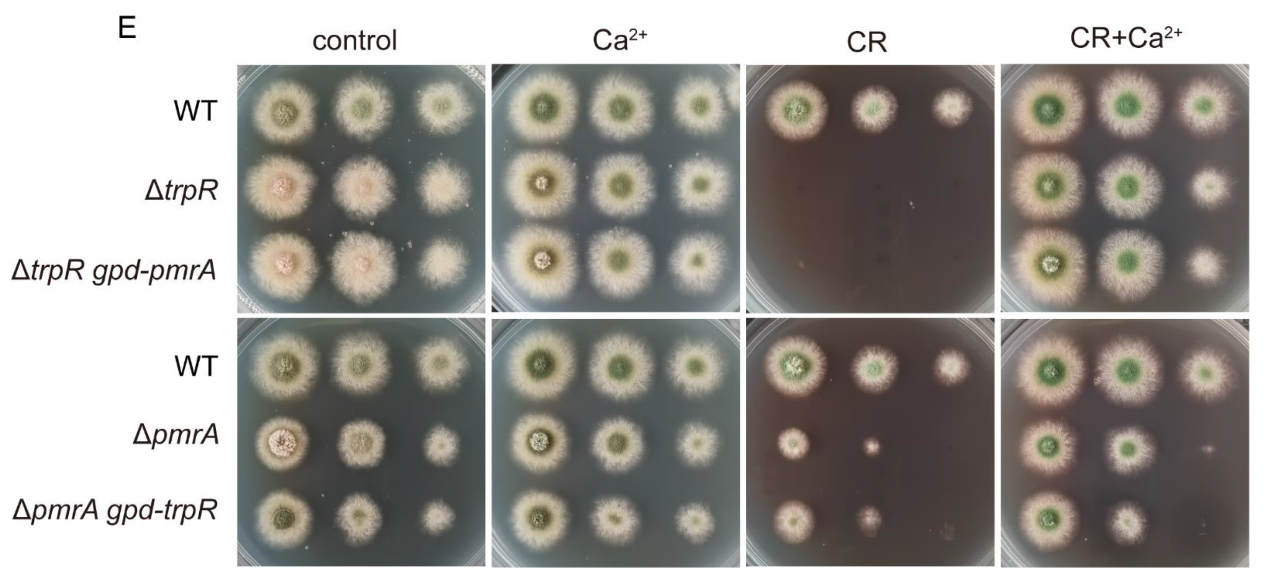 A Transient Receptor Potential-like Calcium Ion Channel in