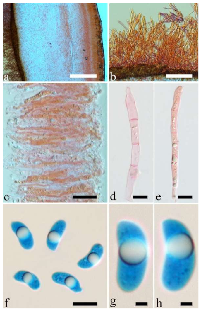 Jof 07 00933 g004 550