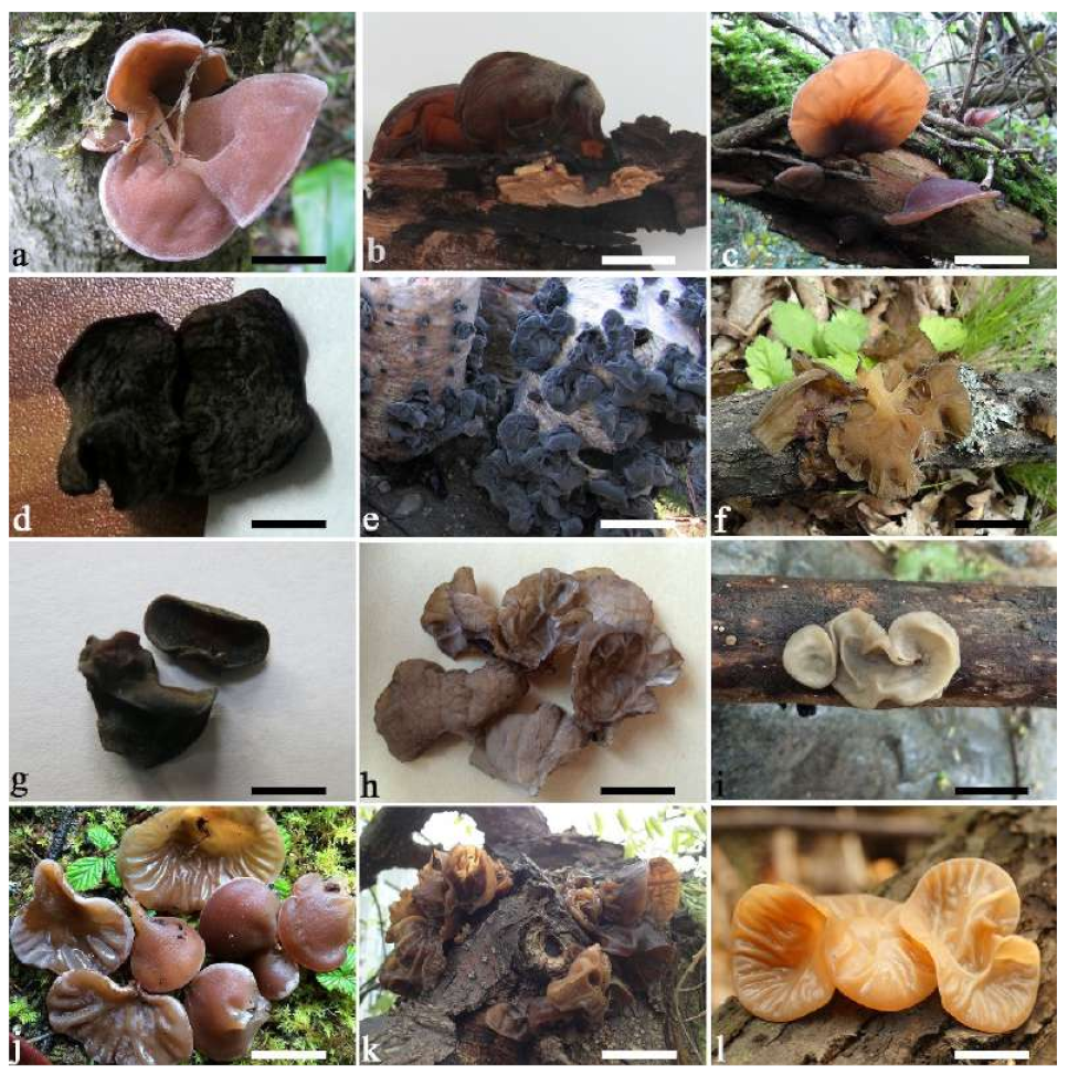 Jof 07 00933 g005 550