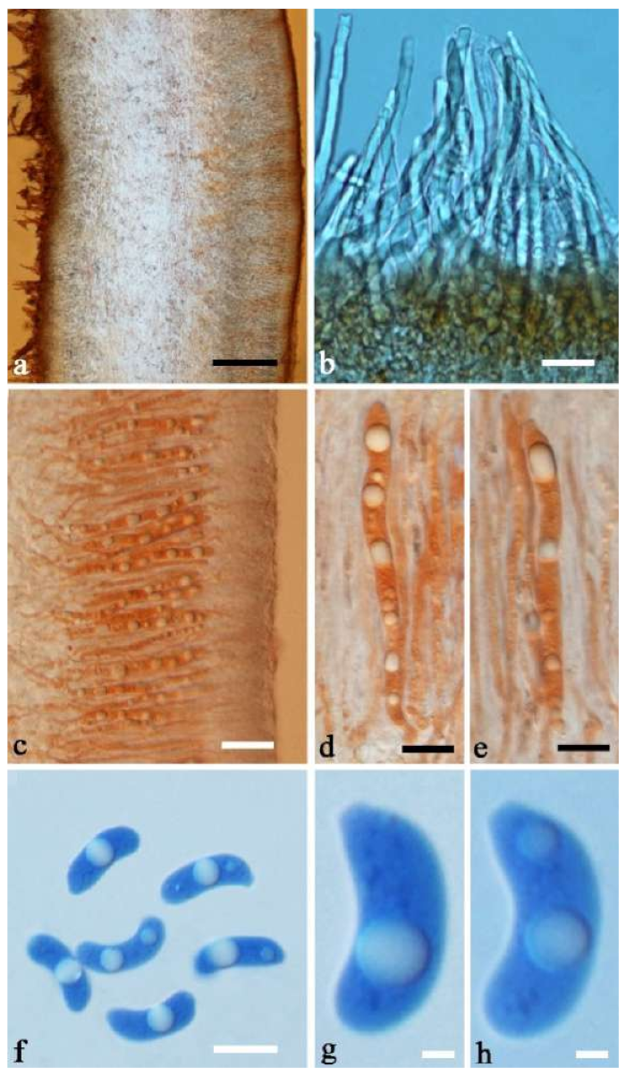 Jof 07 00933 g006 550