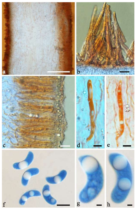 Jof 07 00933 g009 550