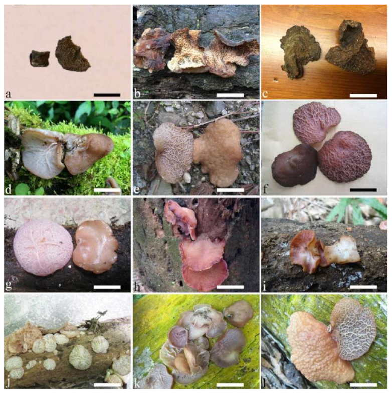 Jof 07 00933 g010 550