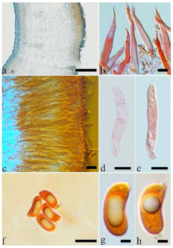 Jof 07 00933 g011 550